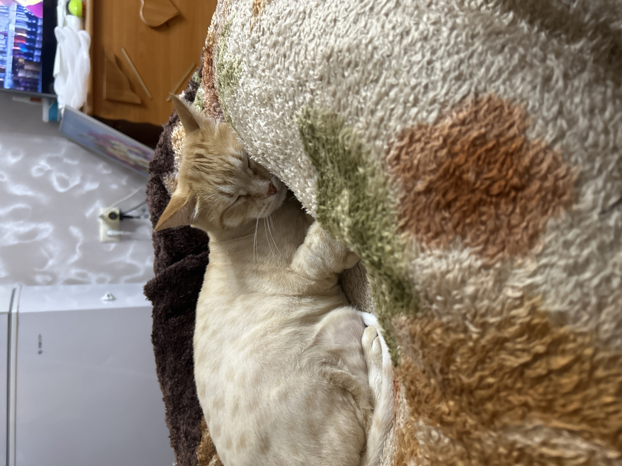 Domestic cats observed in evening household activities in Ufa