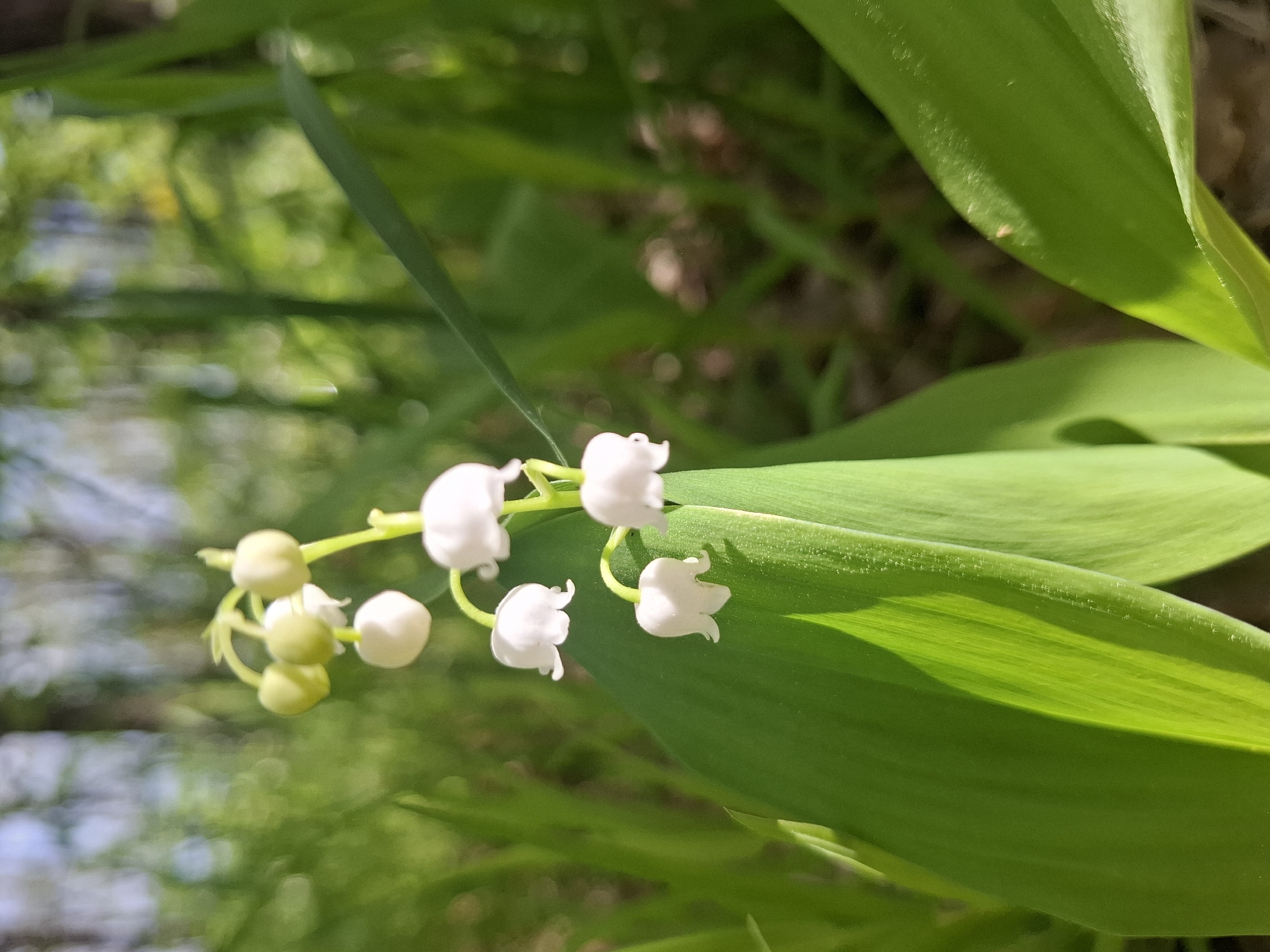 Spring wildflowers documented during morning walk in Khlevnoye, Russia