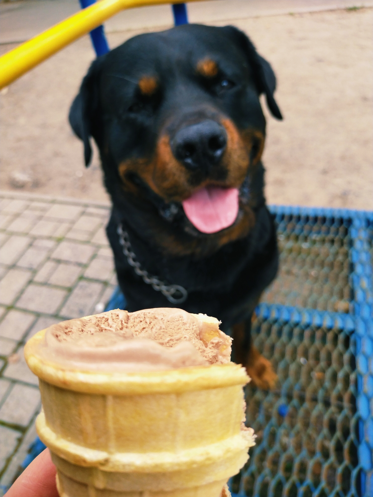 A Rottweiler, garden flowers, and summer produce in Horishni Plavni