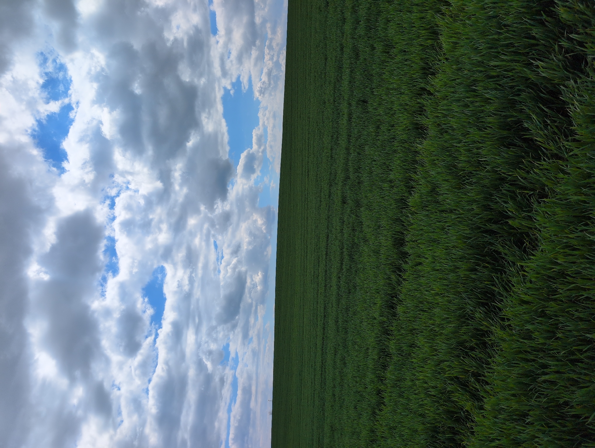 Rural landscape photographed in Trem, Bulgaria shows grassland under cloudy sky