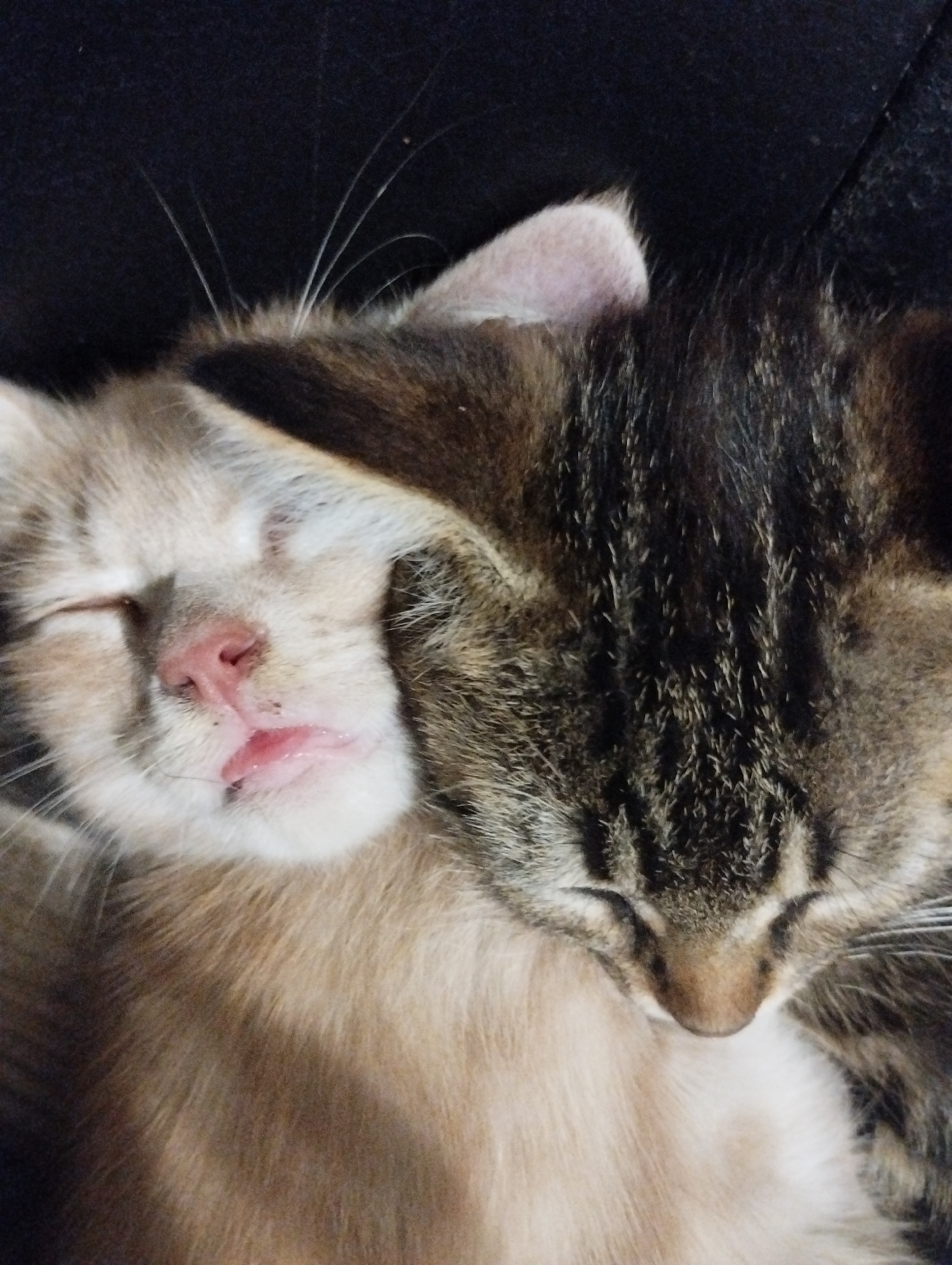 Cats napping up close, various colors and markings