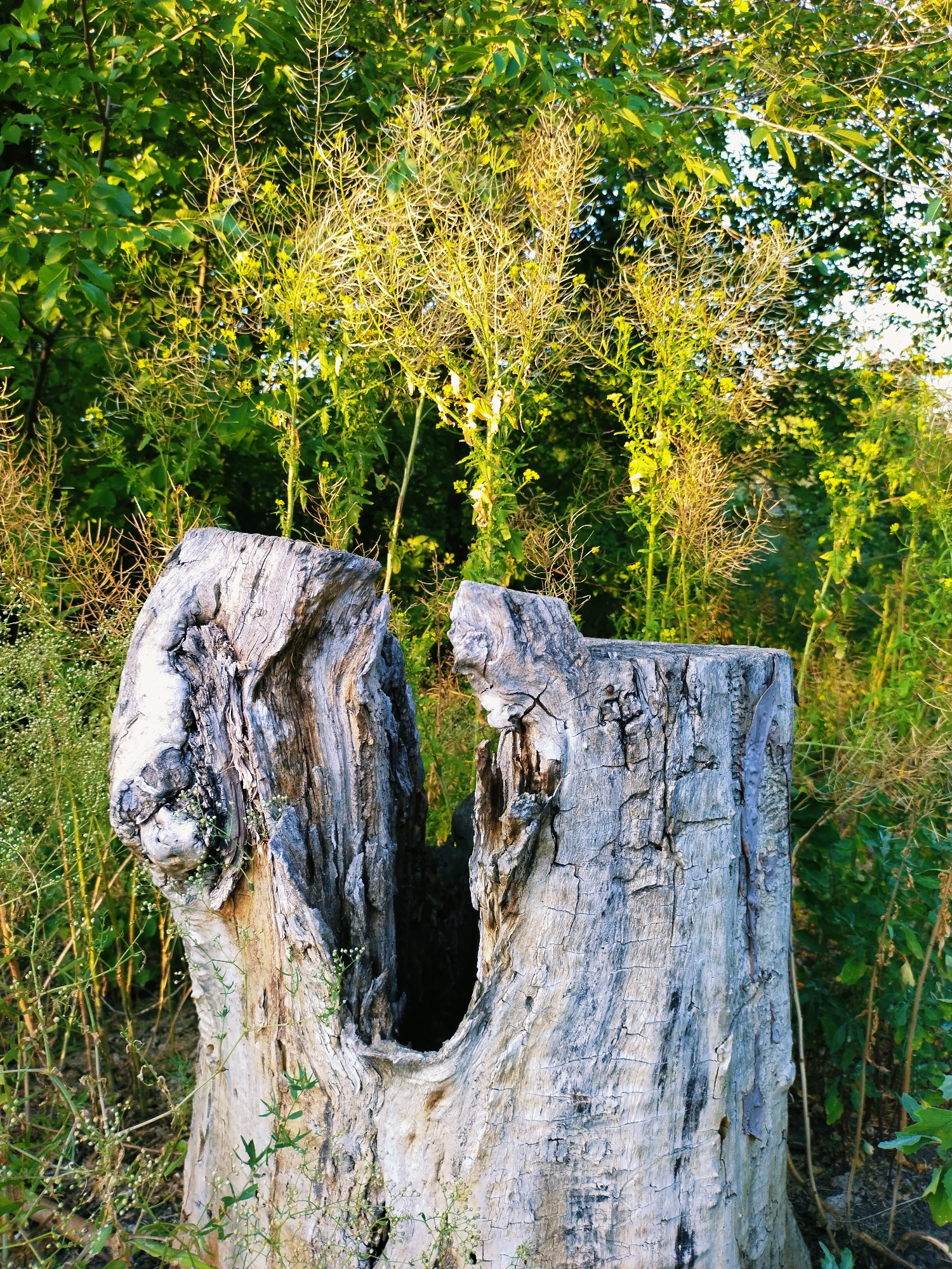 Golden-hour nature walk with a Rottweiler in Horishni Plavni
