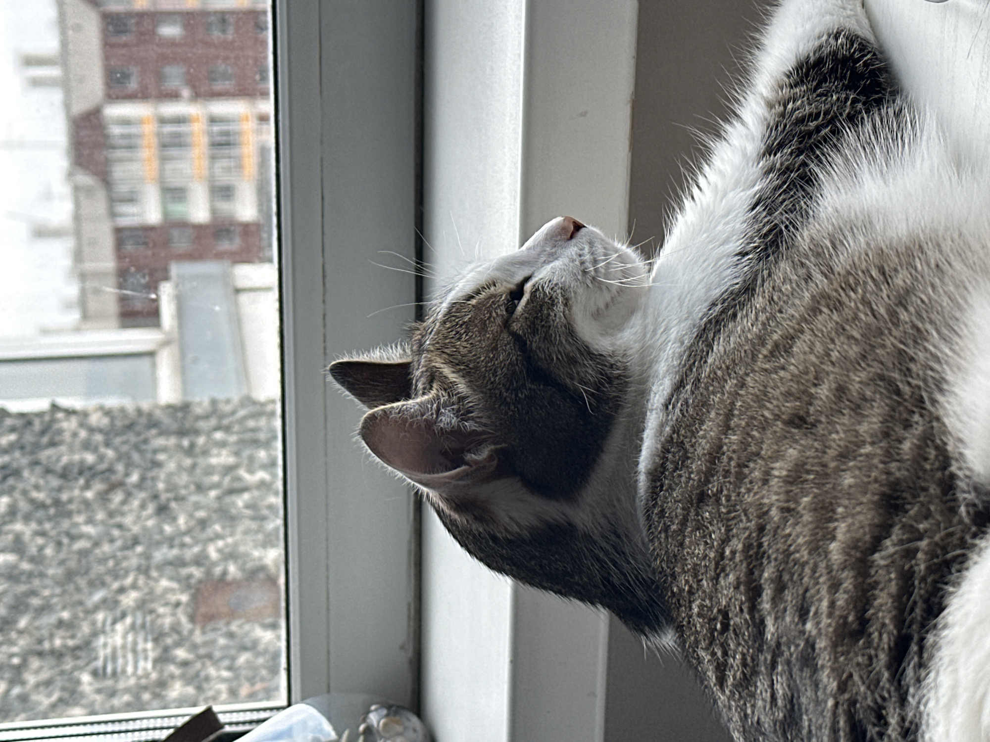 Cat rests on window sill in Krasnoyarsk
