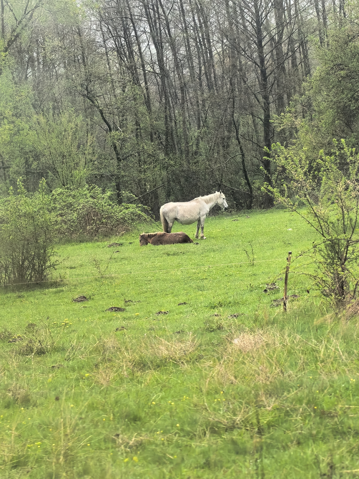 Horses spotted grazing in misty pasture