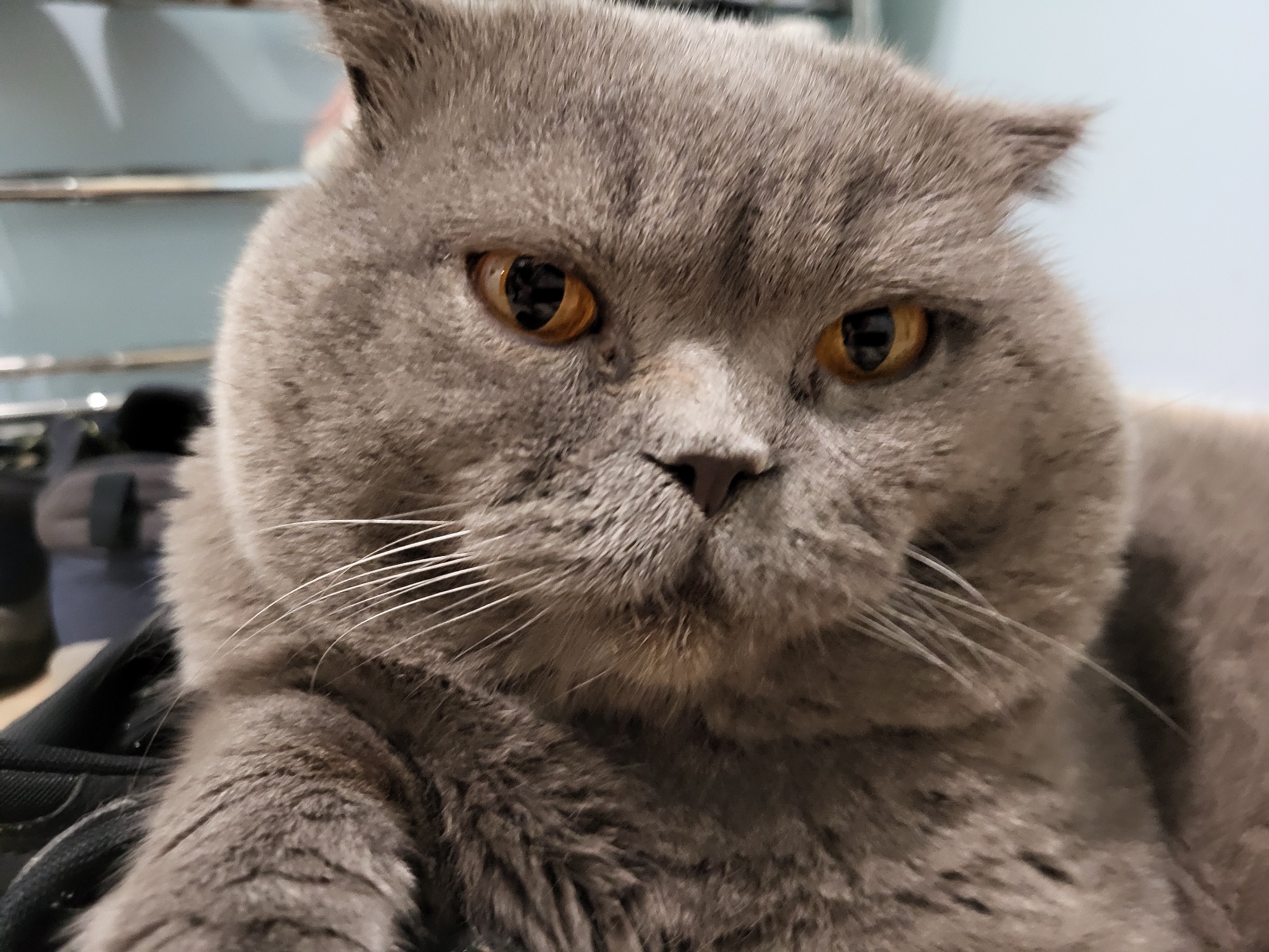 Evening cat photos and apartment complex views captured