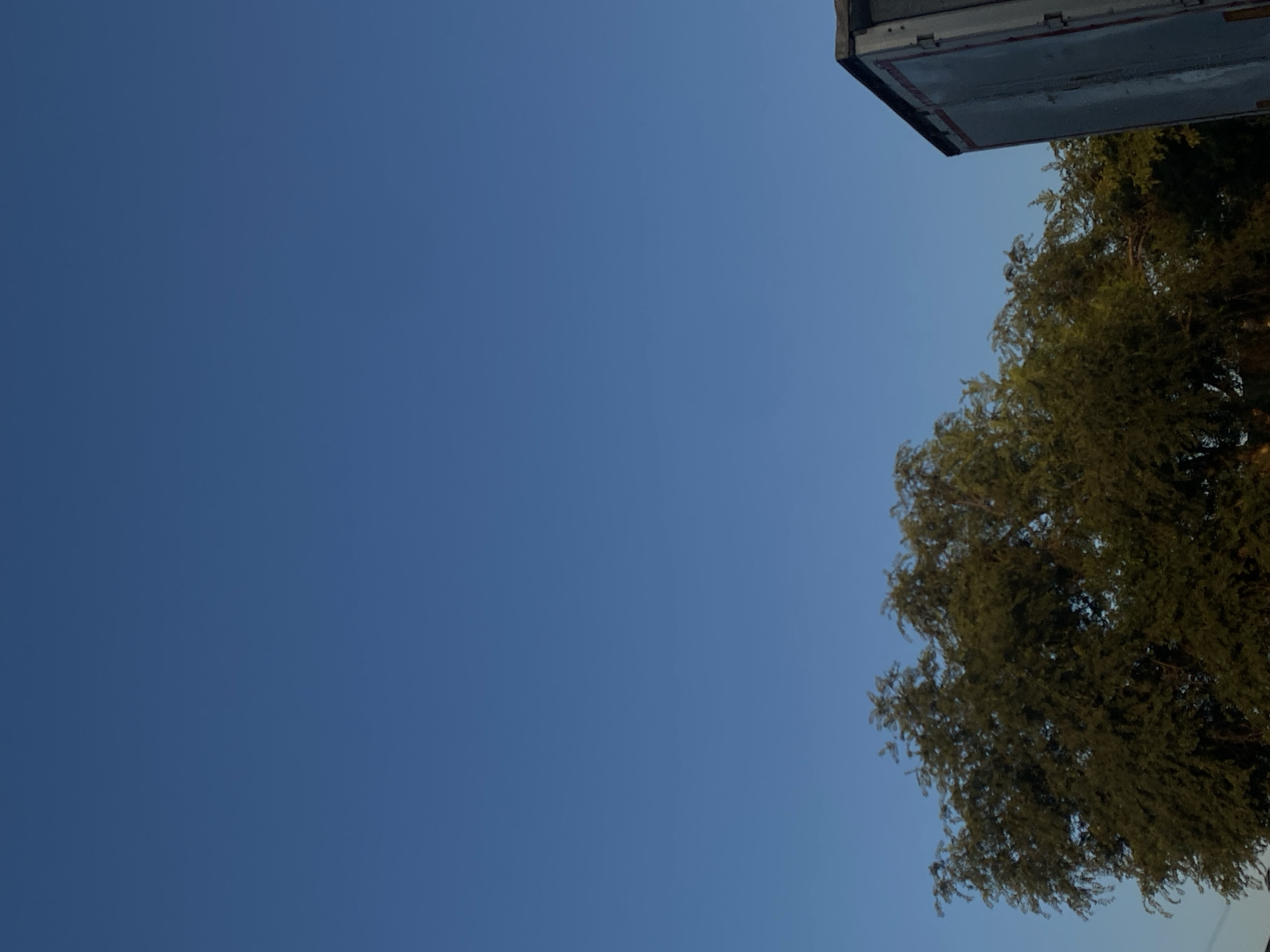 Tall trees and a wooden-facade building on a sunny street