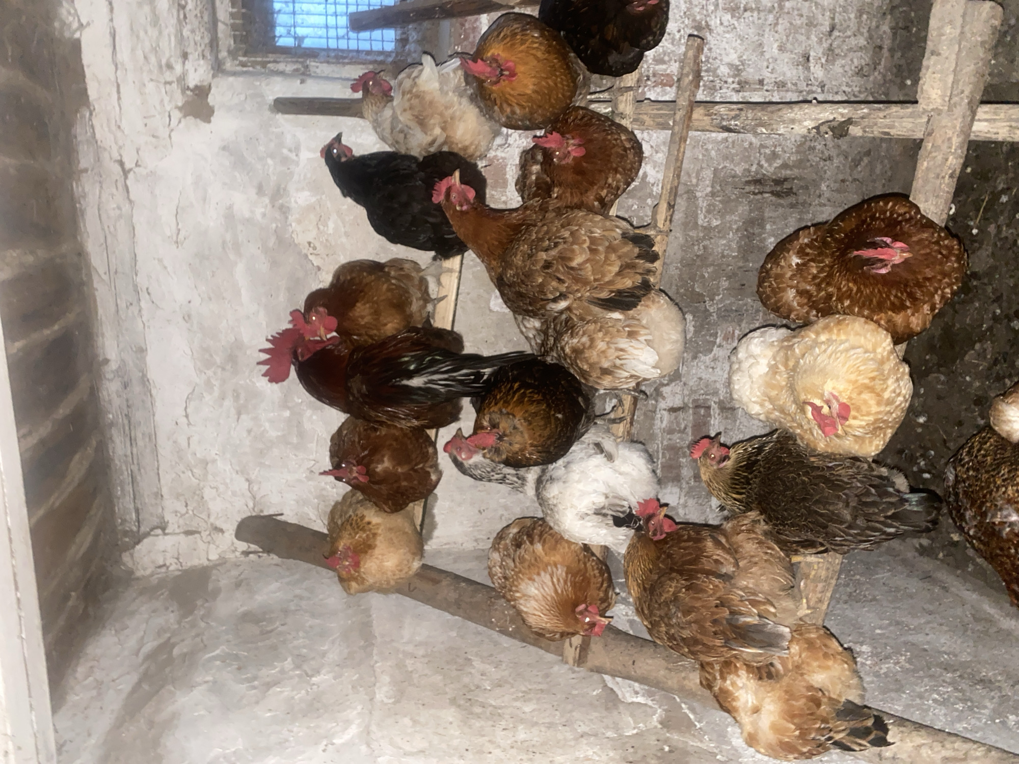 Rural evening documented in Ukrainian village: chickens, sunset, artifacts