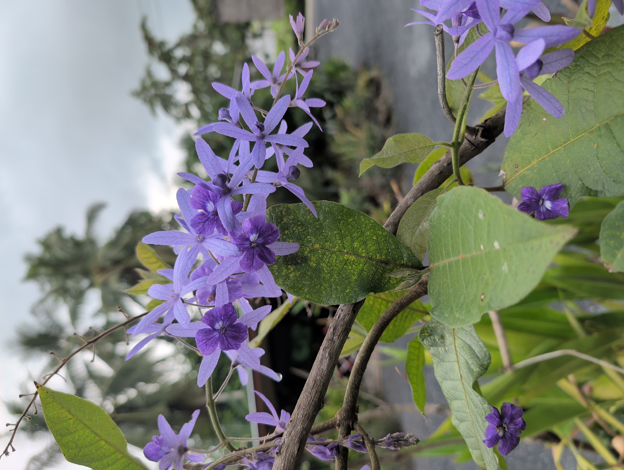 Garden flowers and potted plants observed in Thailand