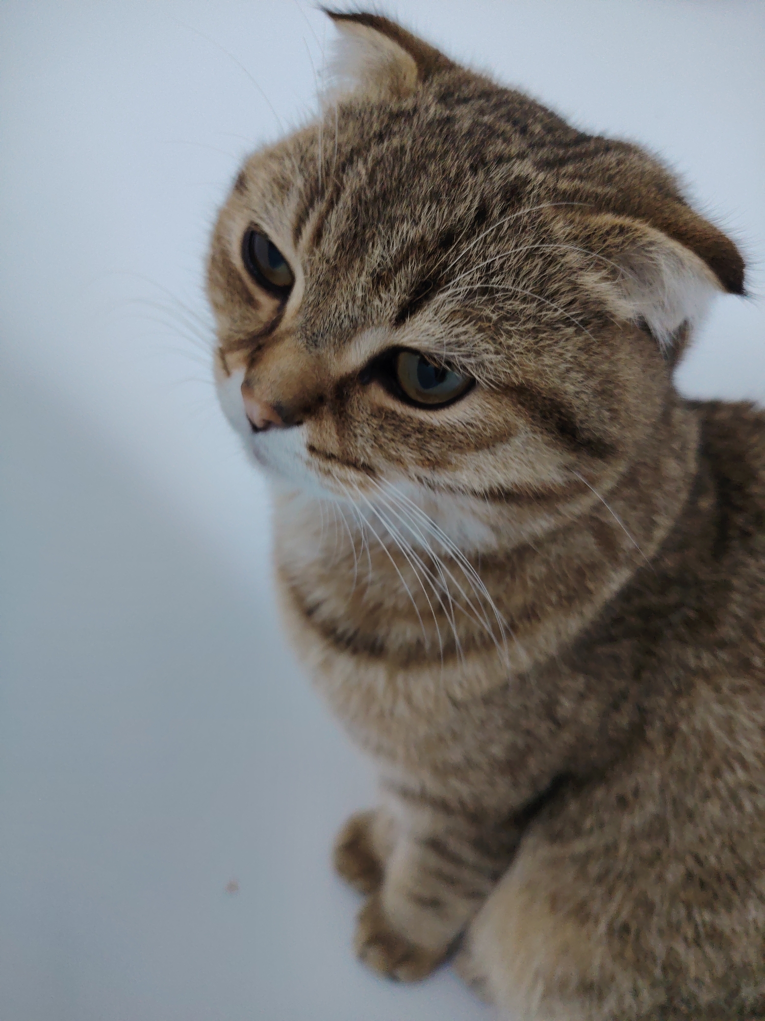 Scottish Fold cat and guinea pig in a cozy home setting