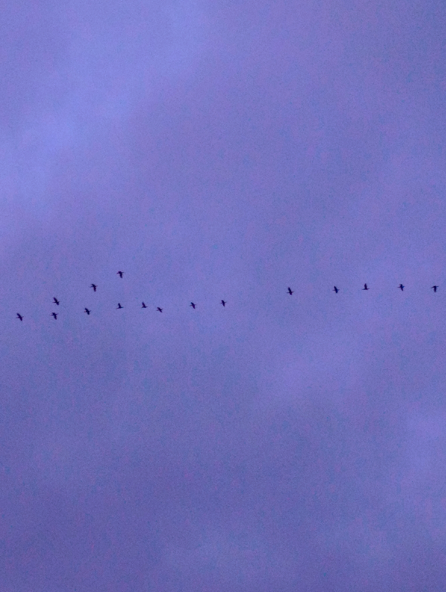 Birds fly in formation over Kardzhali streets at dawn