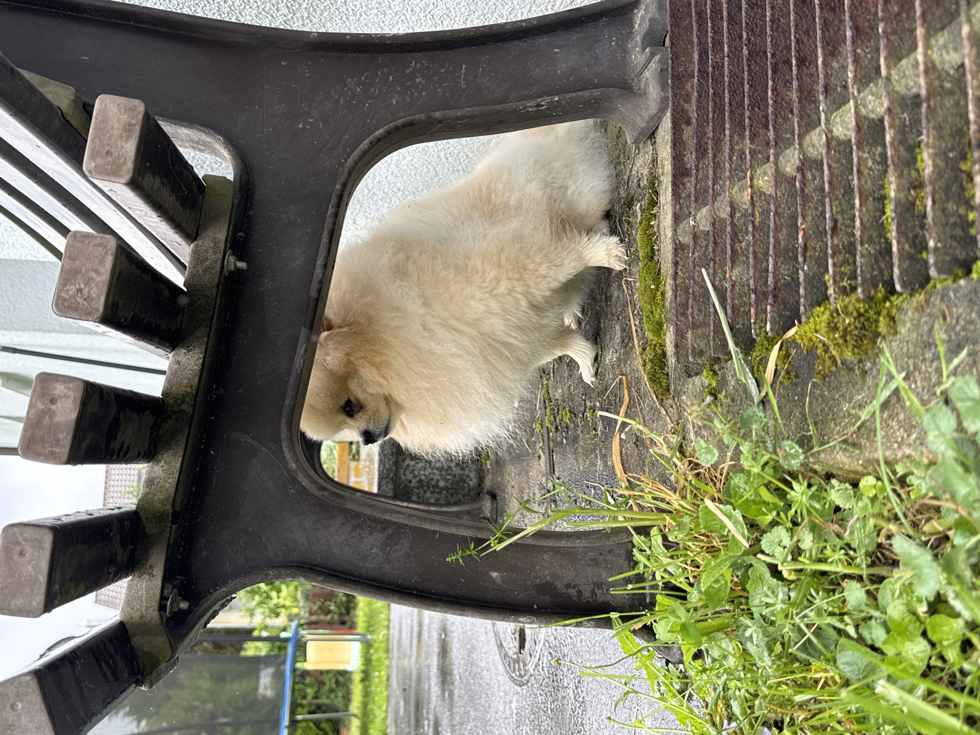 Pomeranian dog spotted around Bietigheim-Bissingen parks and indoors