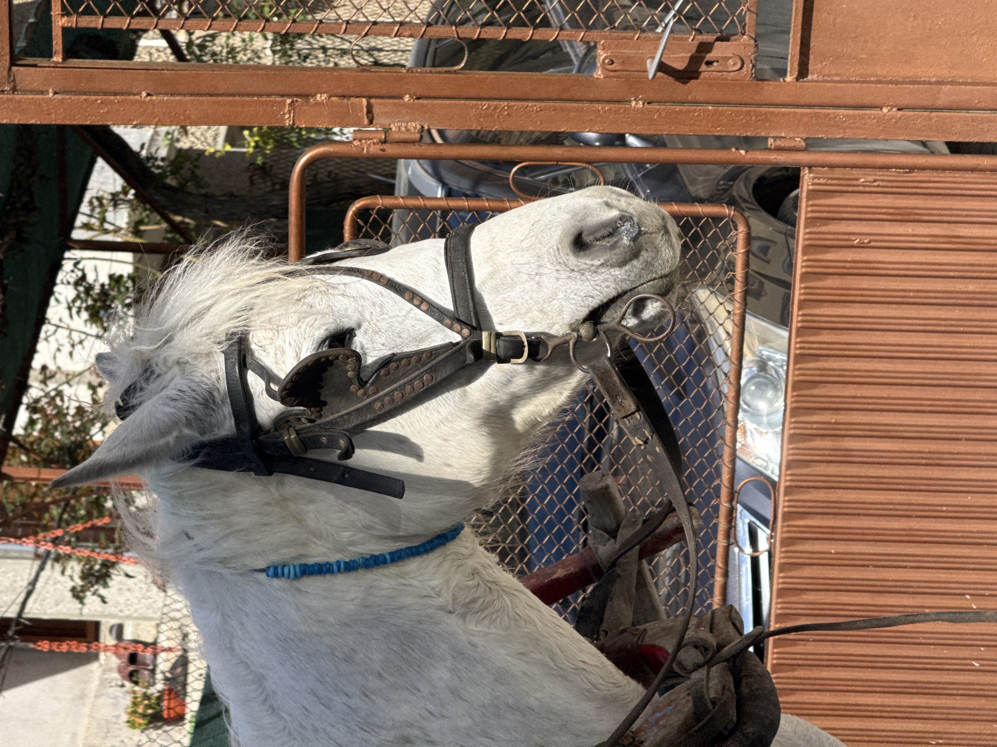 White carriage horse spotted with decorative harness in Shumen