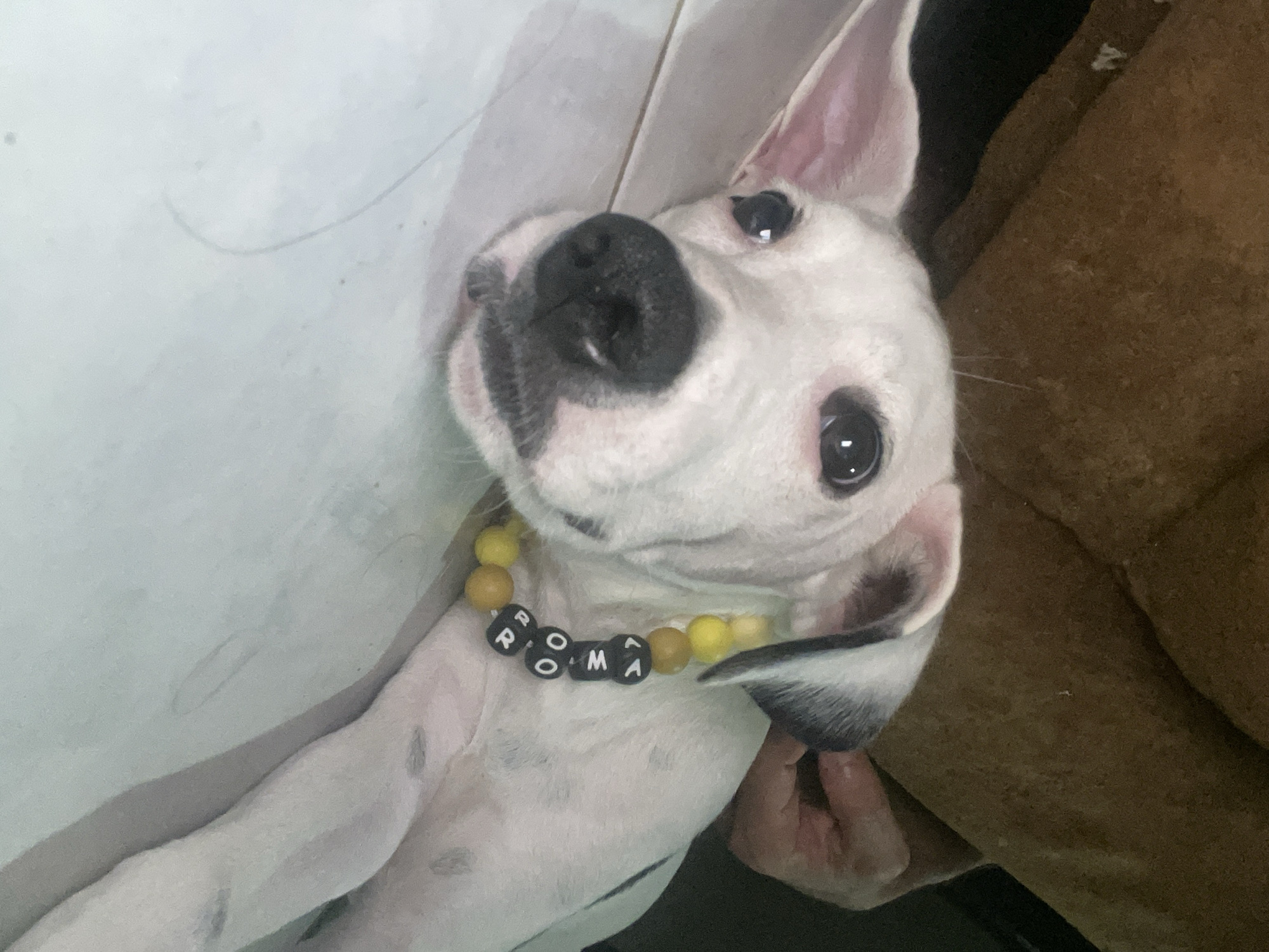 Late-night hangout with a spotted pup named Roma