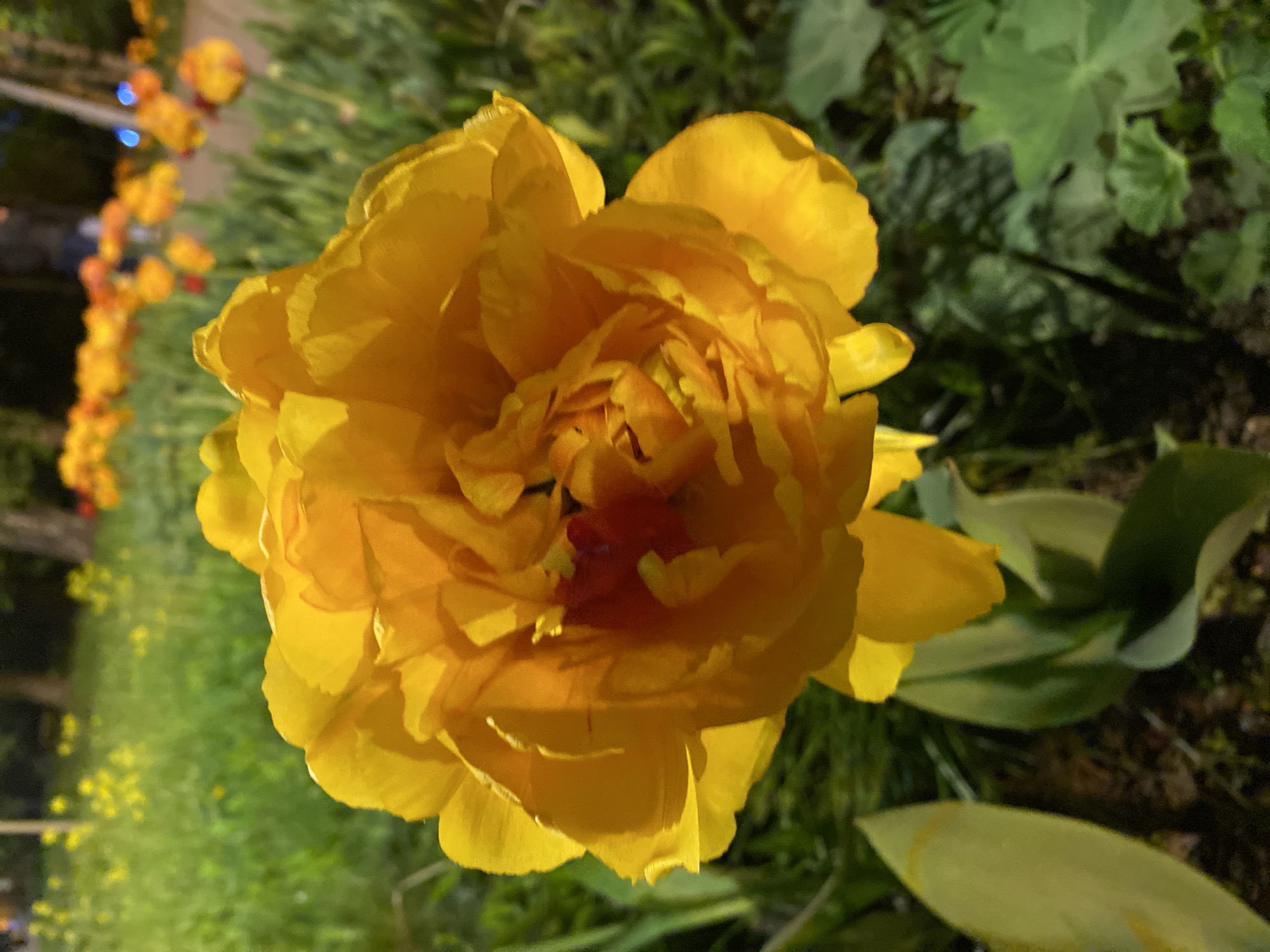 Spring flowers bloom in Moscow gardens, documented in detail