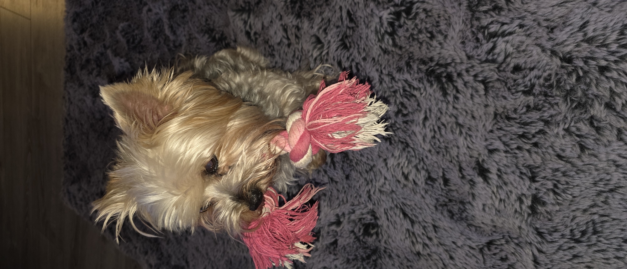Small dogs photographed playing indoors in Bulgarian home
