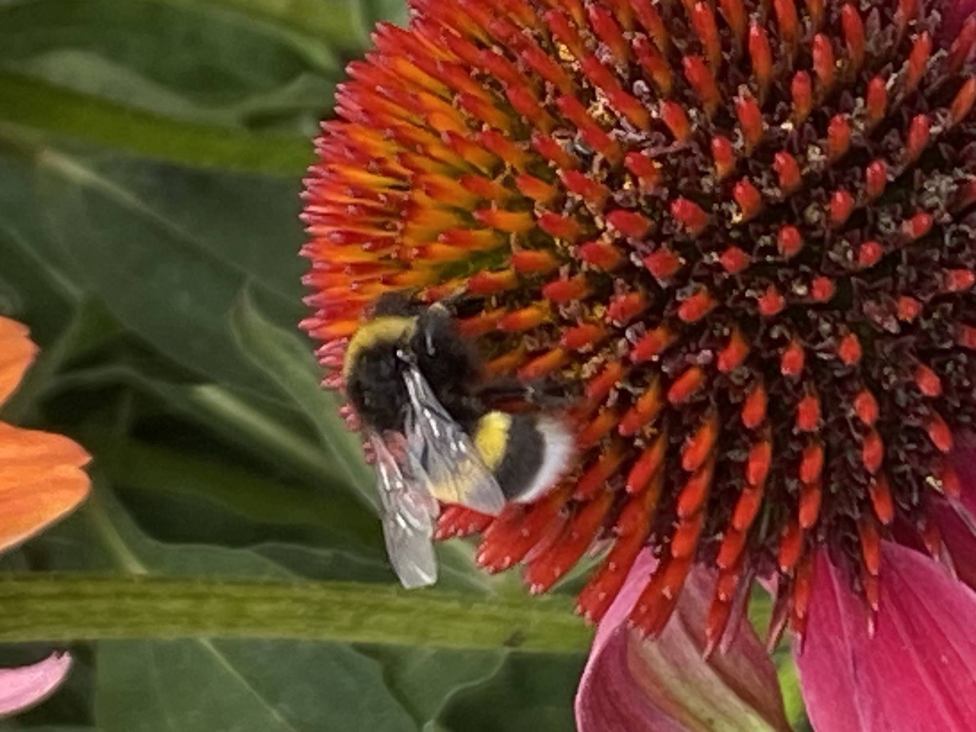 Bumblebees on coneflowers in a Gablitz garden