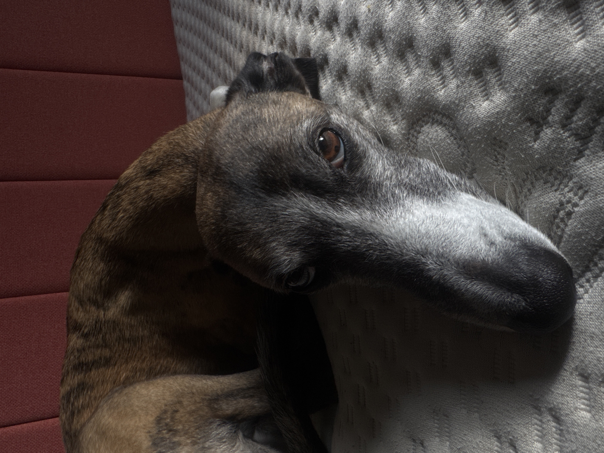 Greyhound photographed resting in South Kesteven morning scene