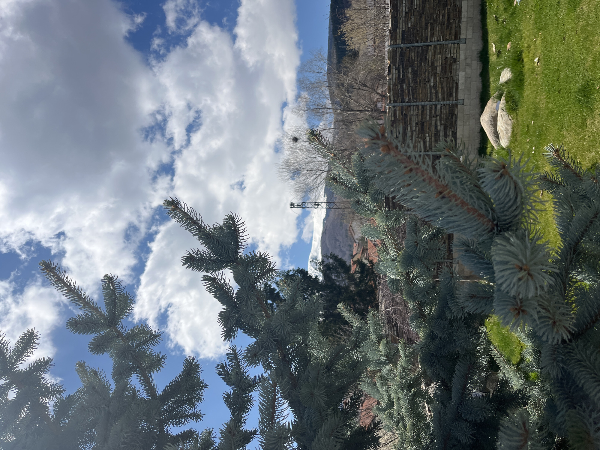 Witness captures blue spruce landscape with mountain backdrop