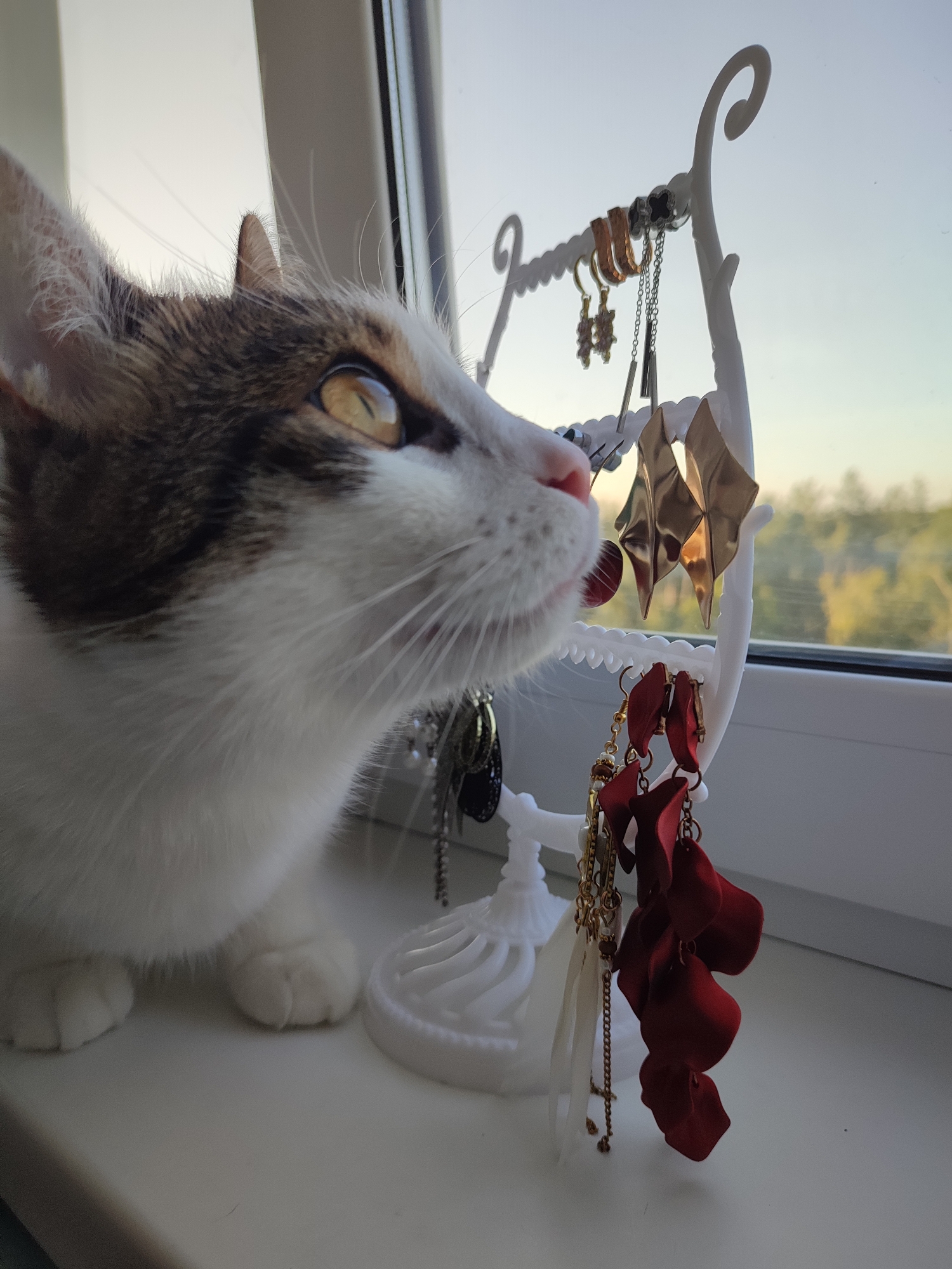 Cat investigates a jewelry display on a Voronezh windowsill