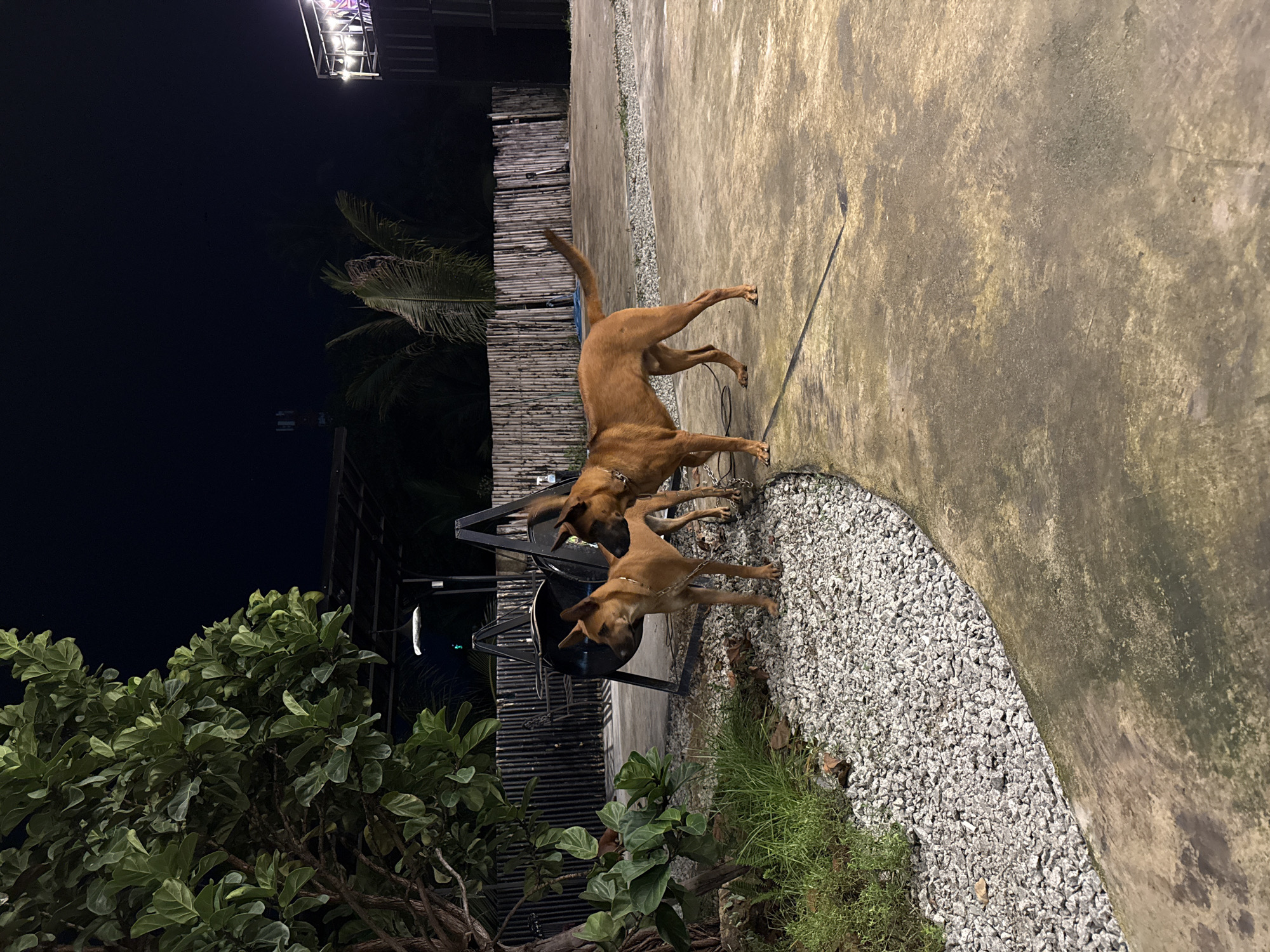 Dogs and cats going about their day in Wichit