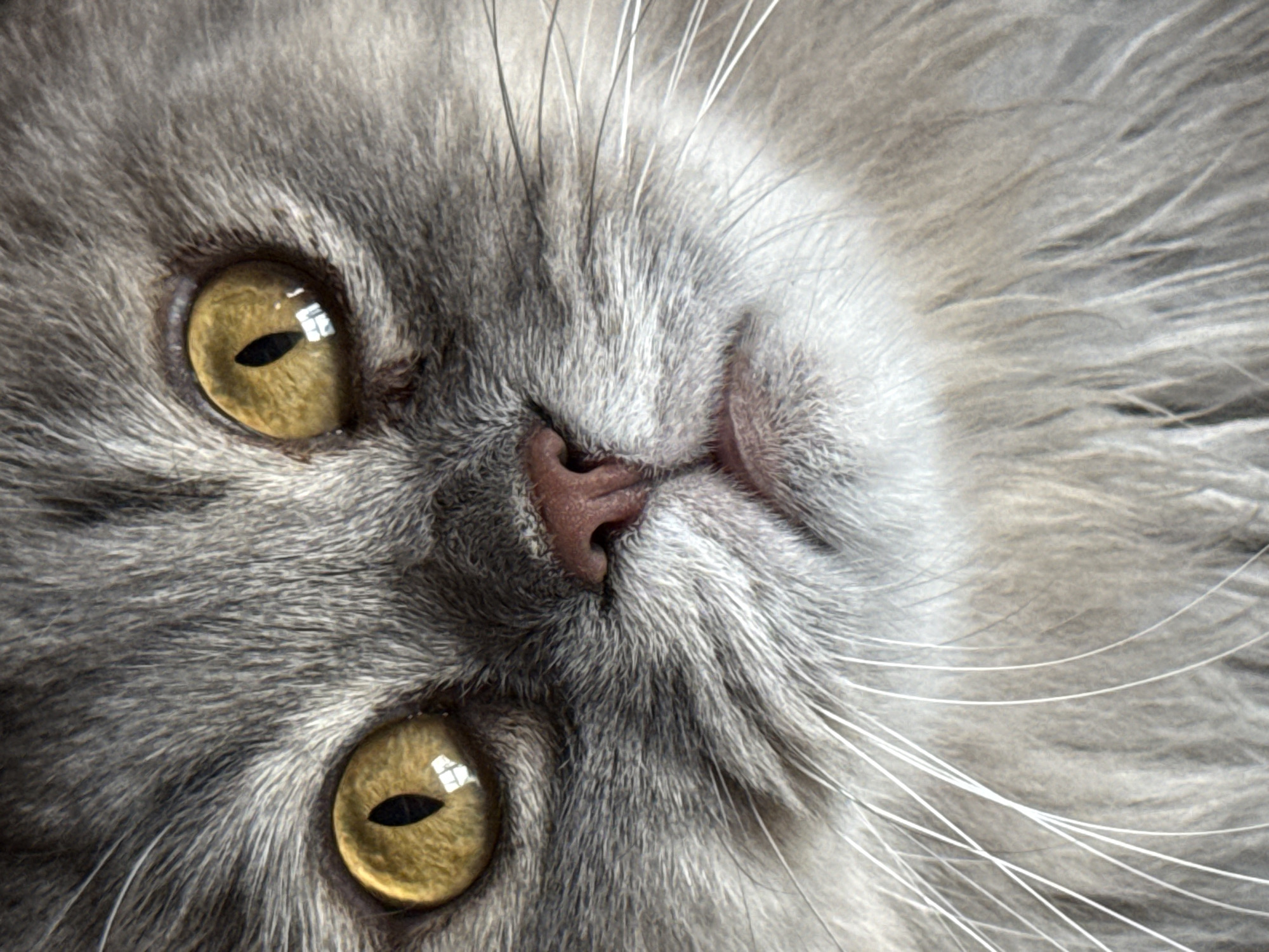 Gray cat lounges on a windowsill in Lobacheve, Ukraine