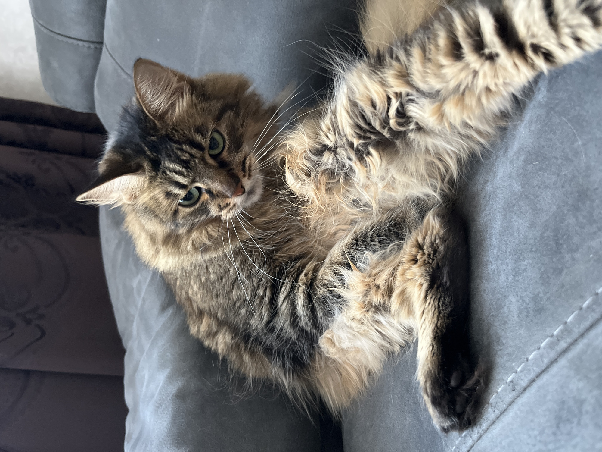 Tabby cat lounges, grooms, and naps on a gray couch
