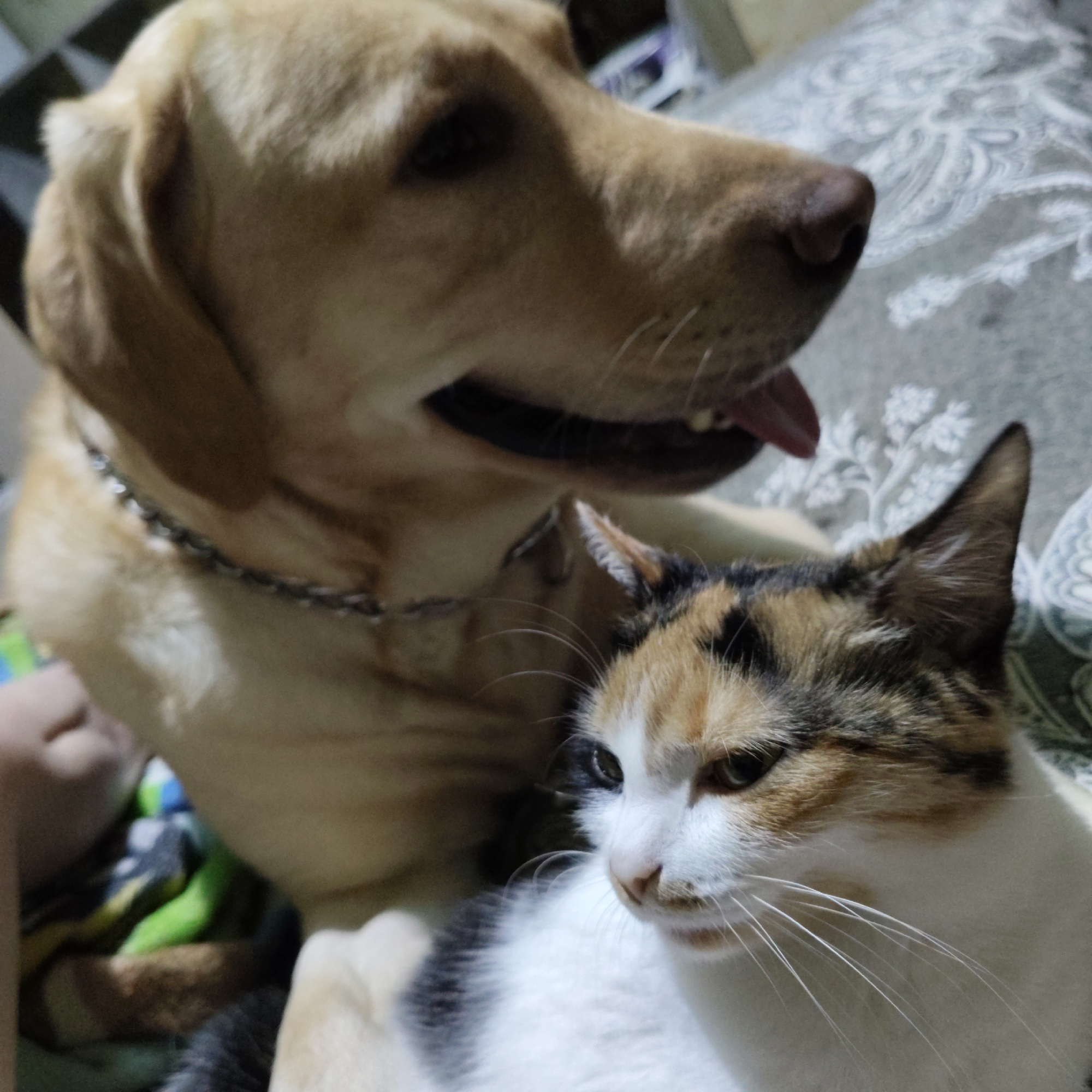 Labrador and calico cat share quiet moments indoors