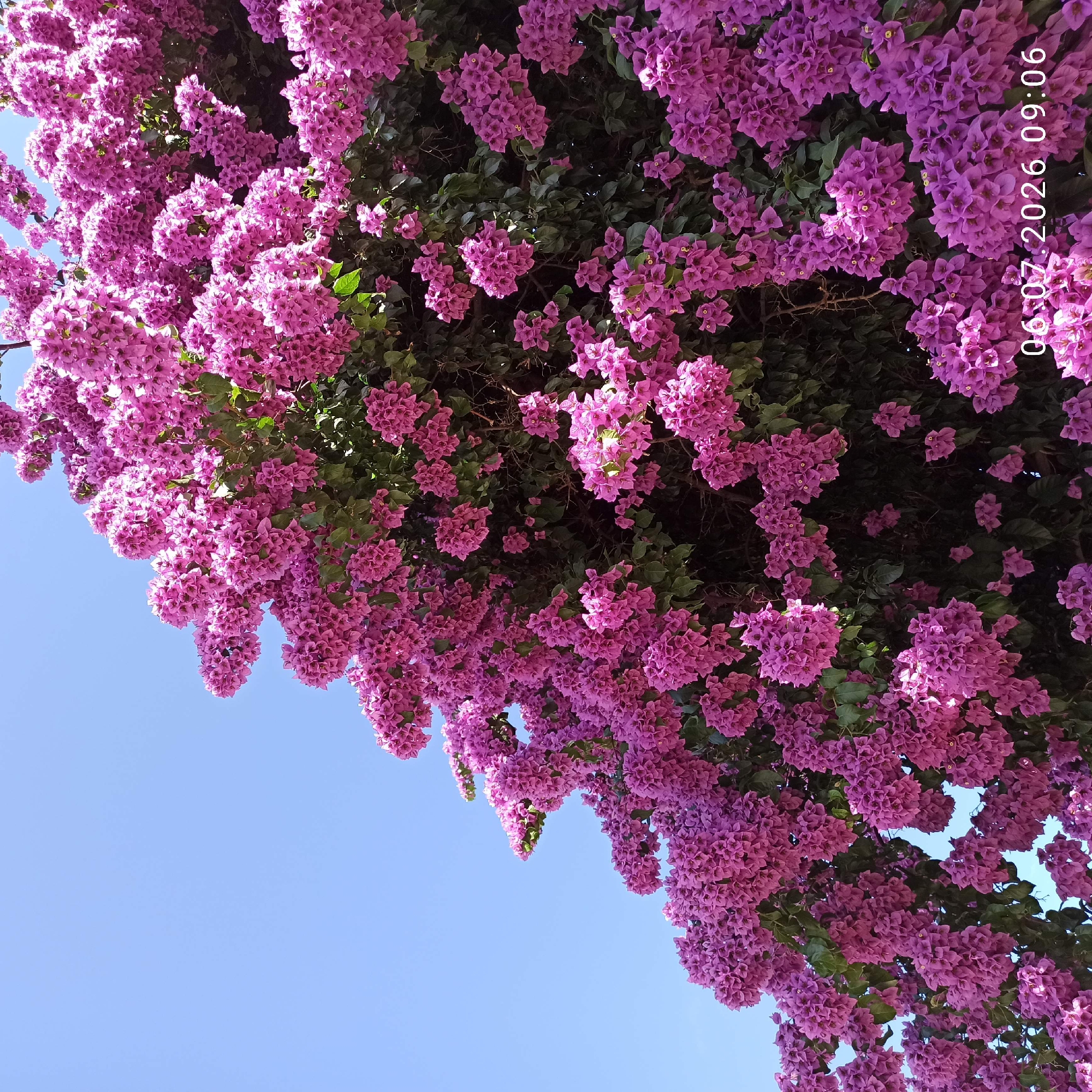 Morning in Ruvo di Puglia: streets, squares, and blooming bougainvillea