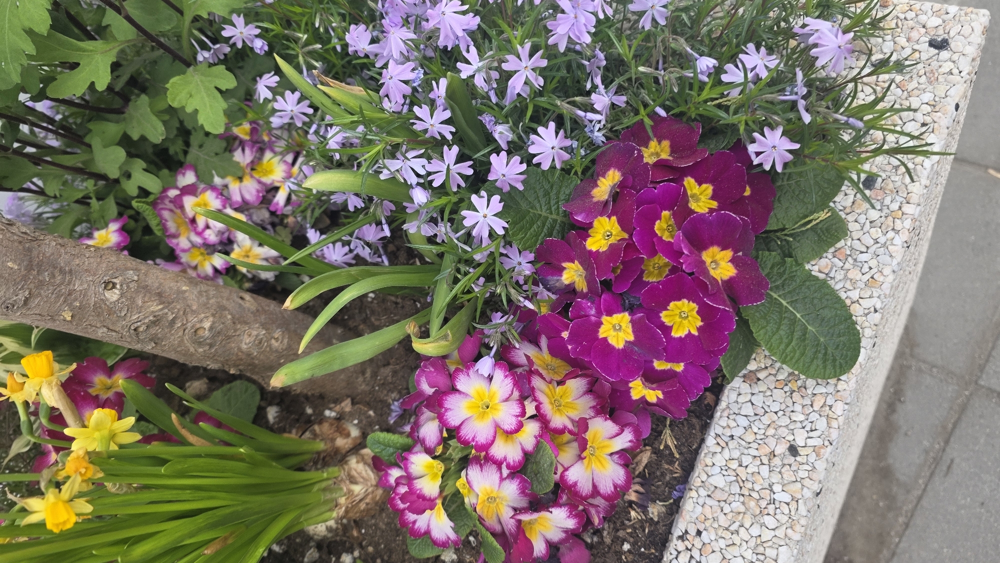 Morning walk documented across Blagoevgrad streets and gardens