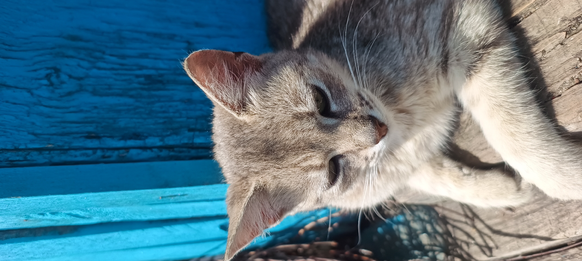 Cats and kittens observed in various outdoor activities