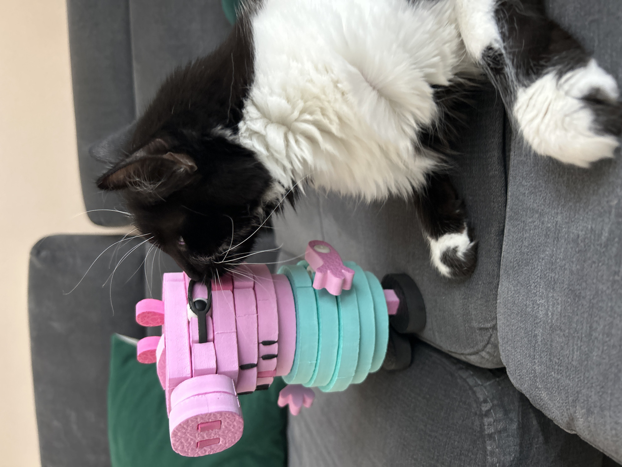 Cats and orchid observed in Plovdiv home during afternoon