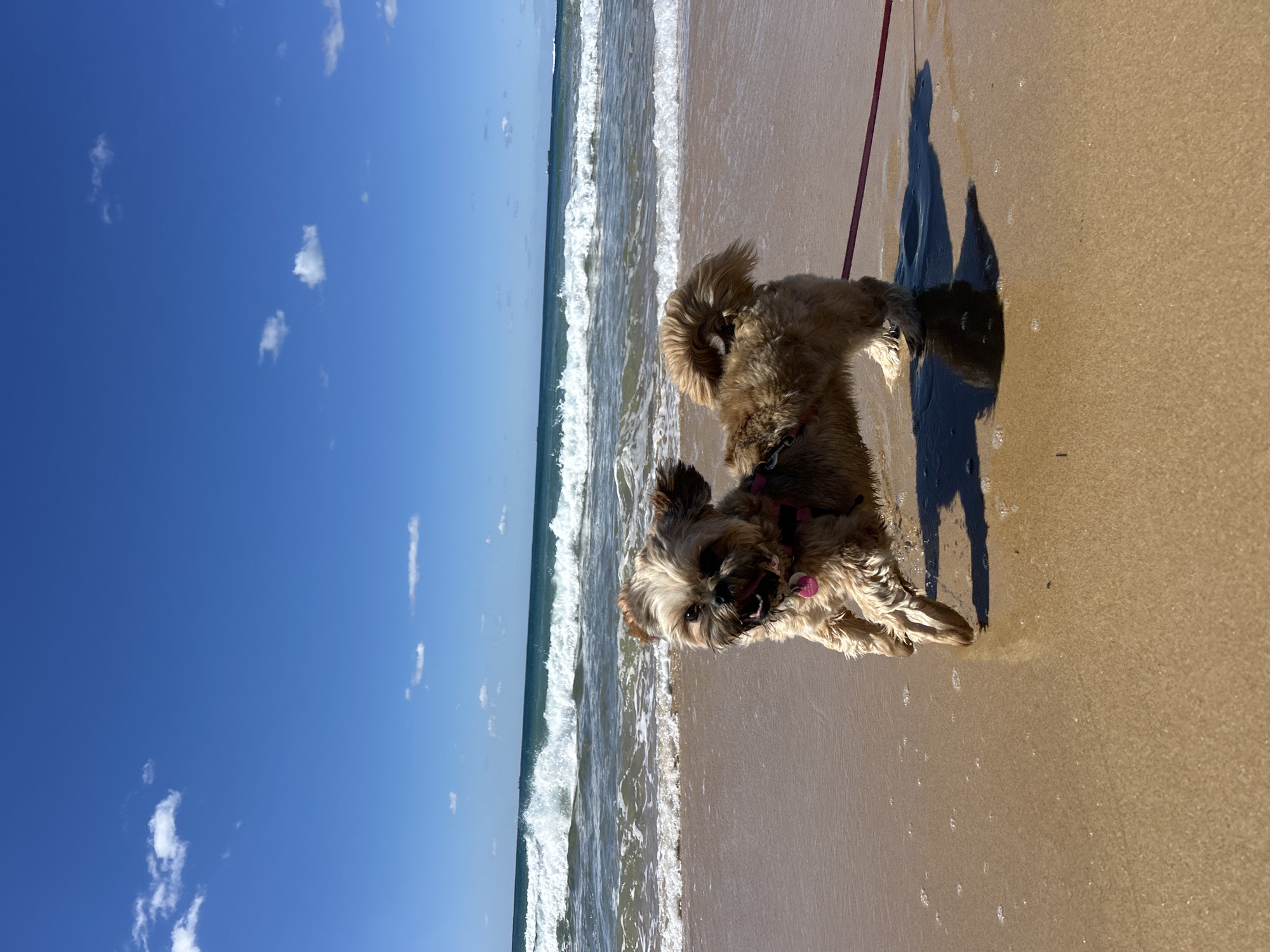 Late-night dog walk captured on Bulli beach