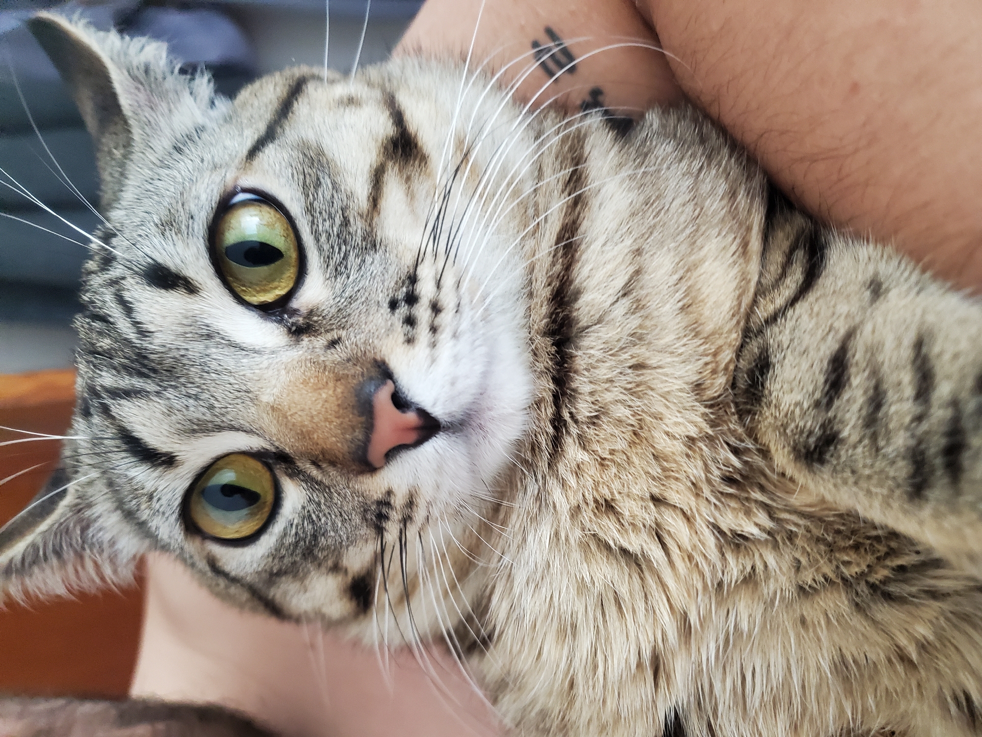Tabby cat portrait captured in Curitiba, Brazil