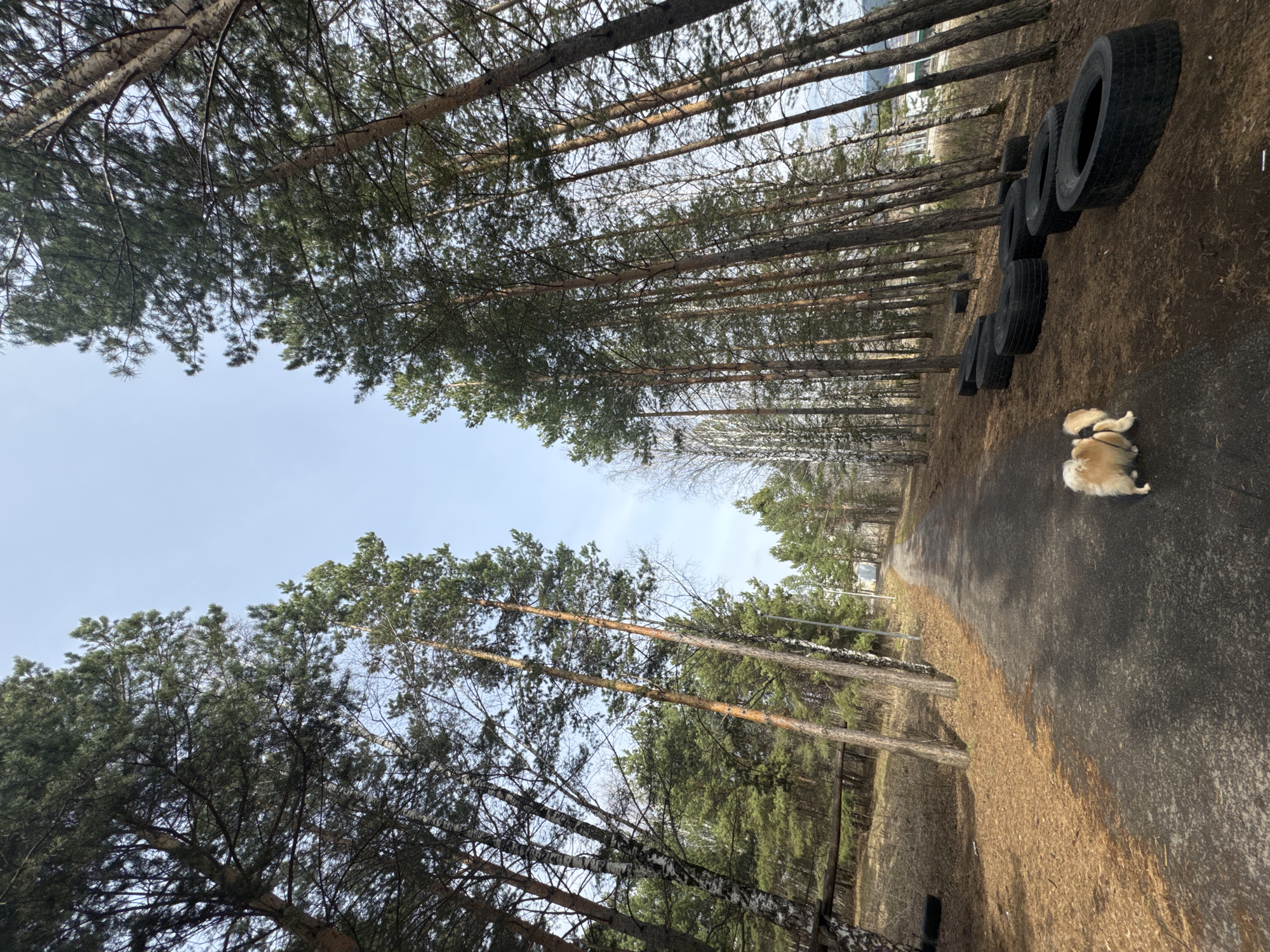 Pomeranian dog spotted on tree-lined road in Yuryuzan', Russia