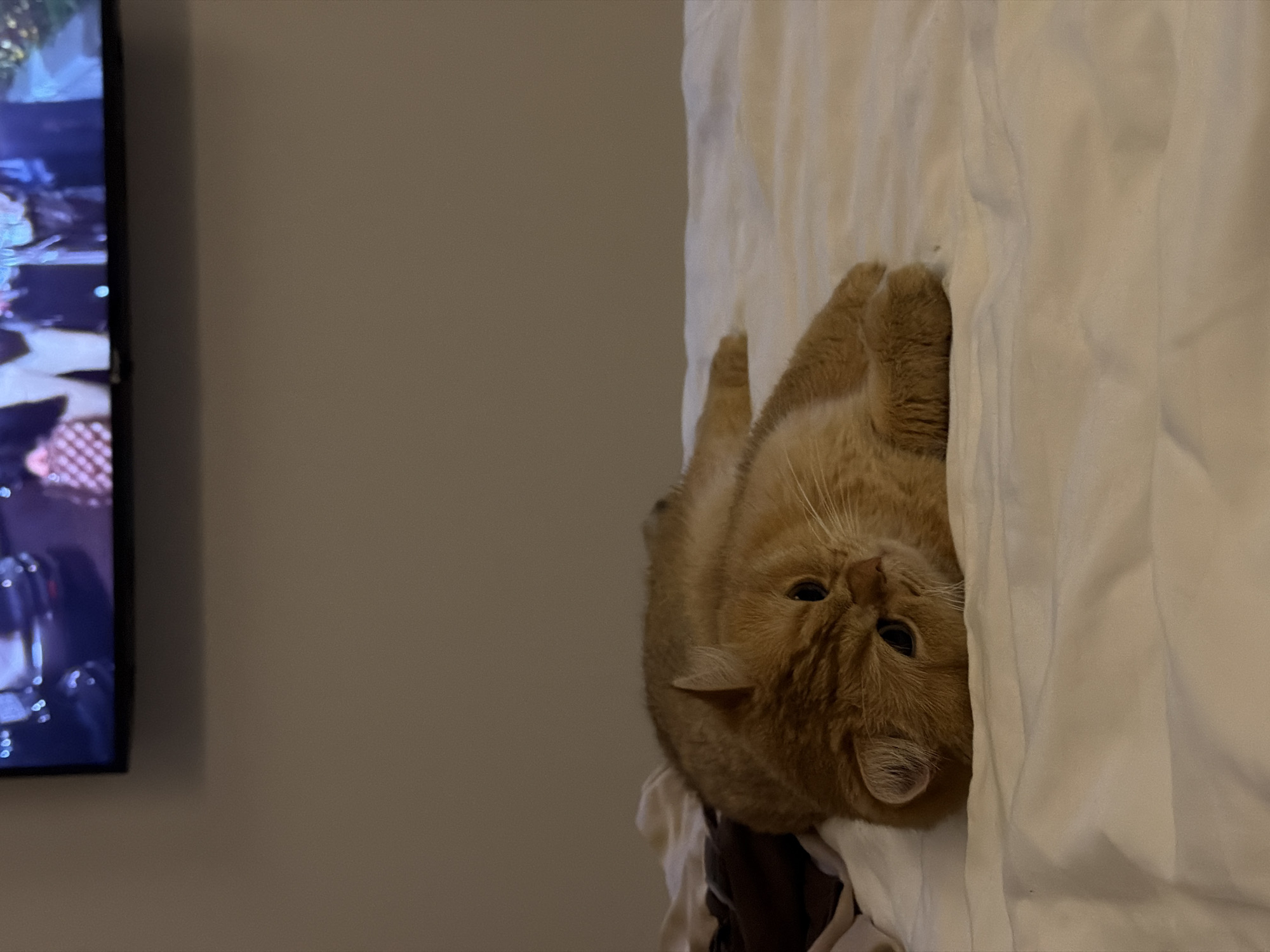 Orange cat lounges on bed with electronics in Đà Nẵng