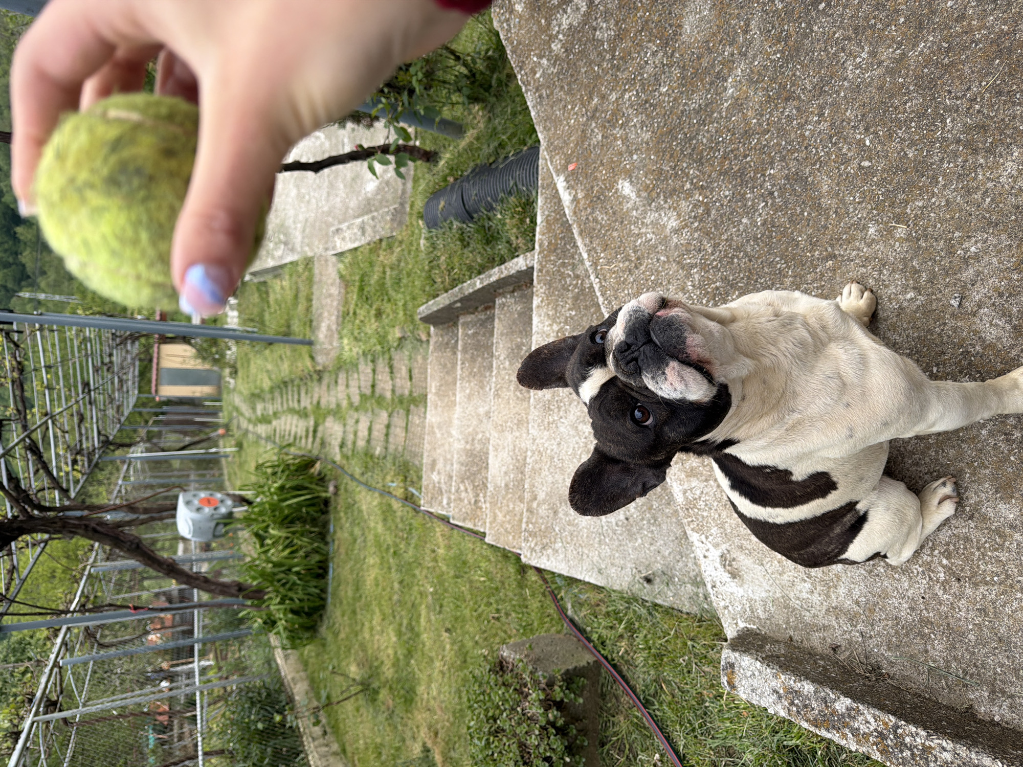 French Bulldog plays fetch with owner in Bulgarian backyard