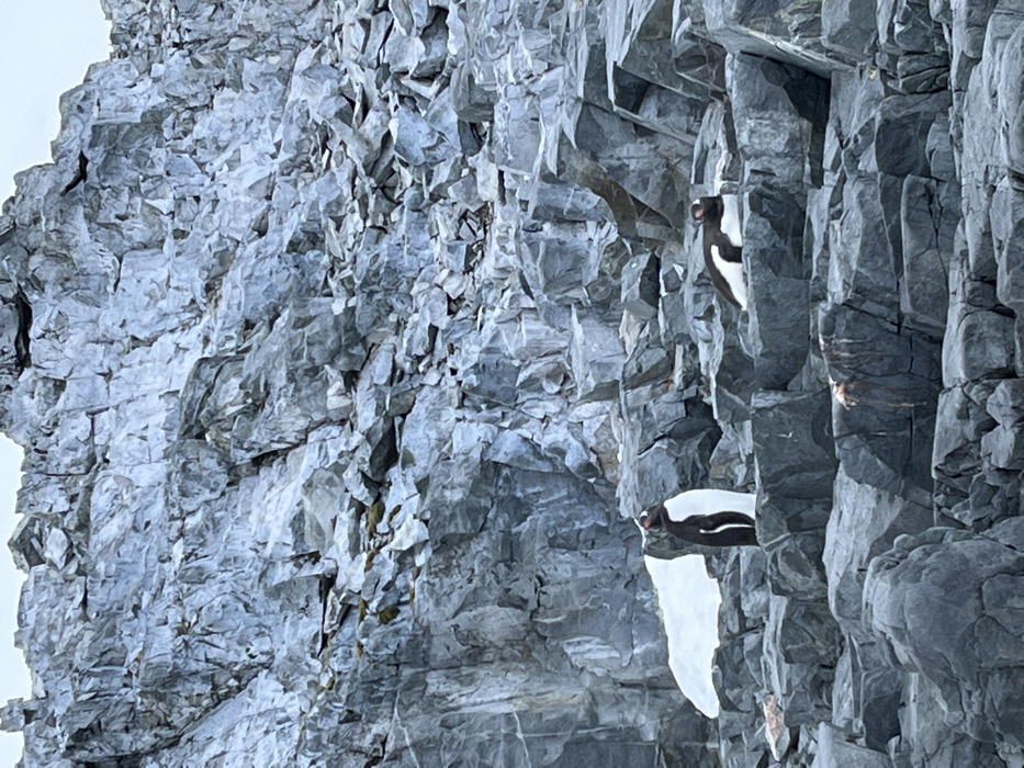 Antarctic seals and penguins observed on rocky coastline