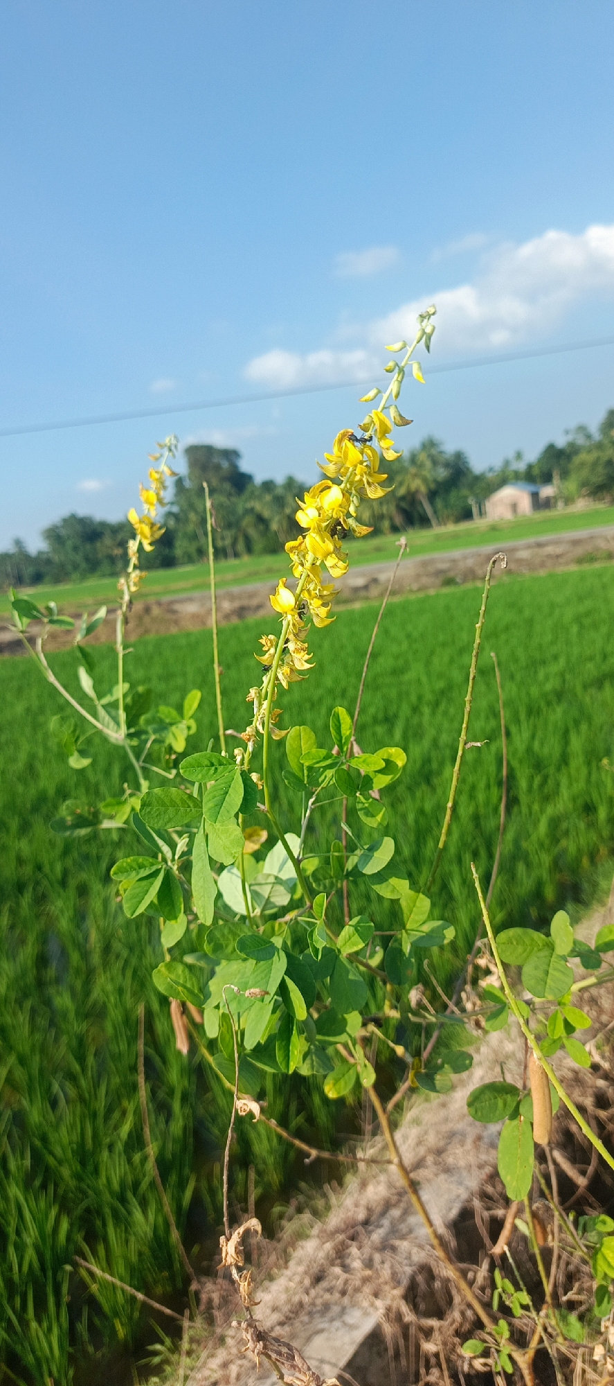 Backyard flora in rural Indonesia on a clear morning