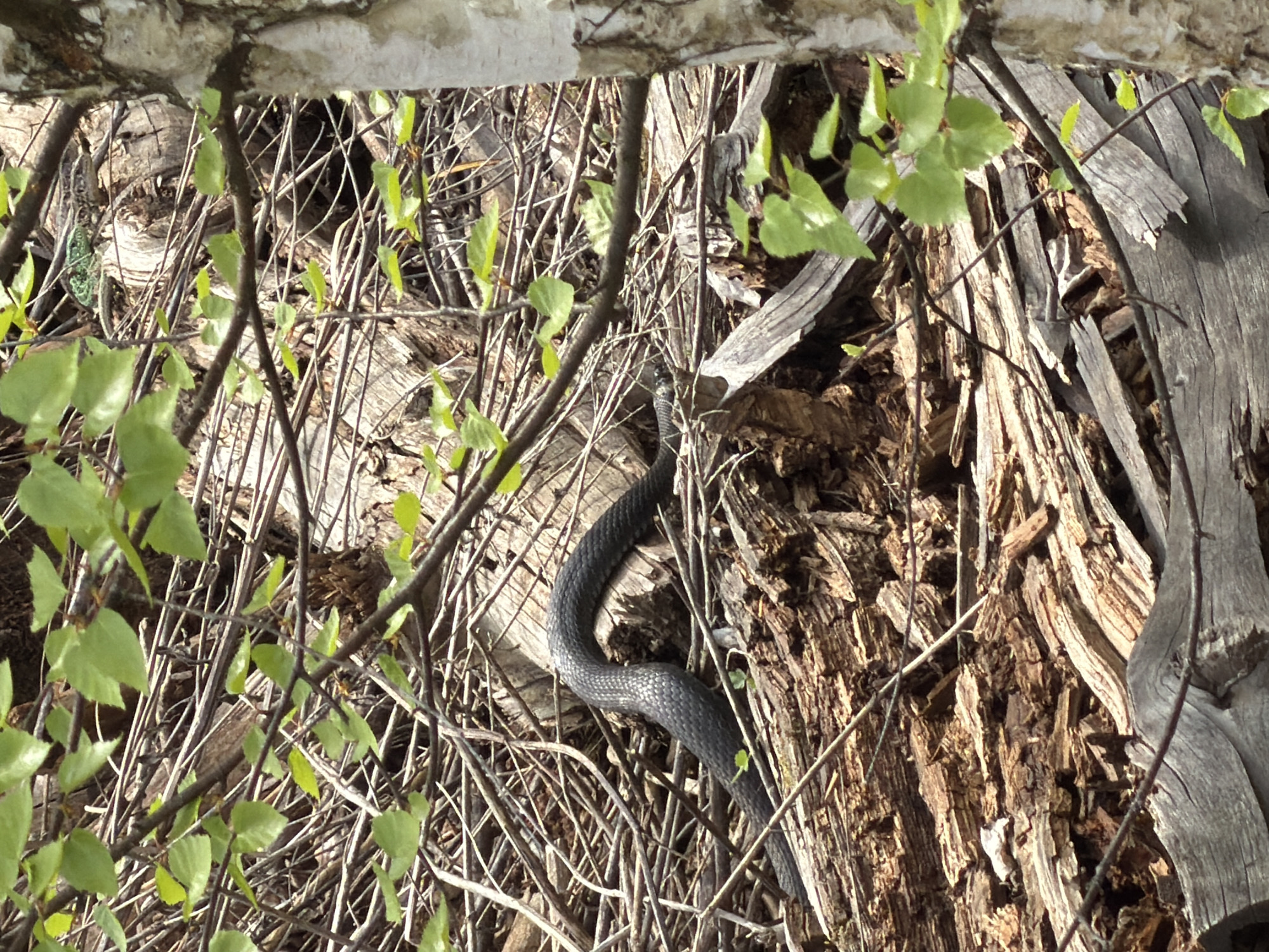 Snake spotted moving through forest near Прикамский, Russia