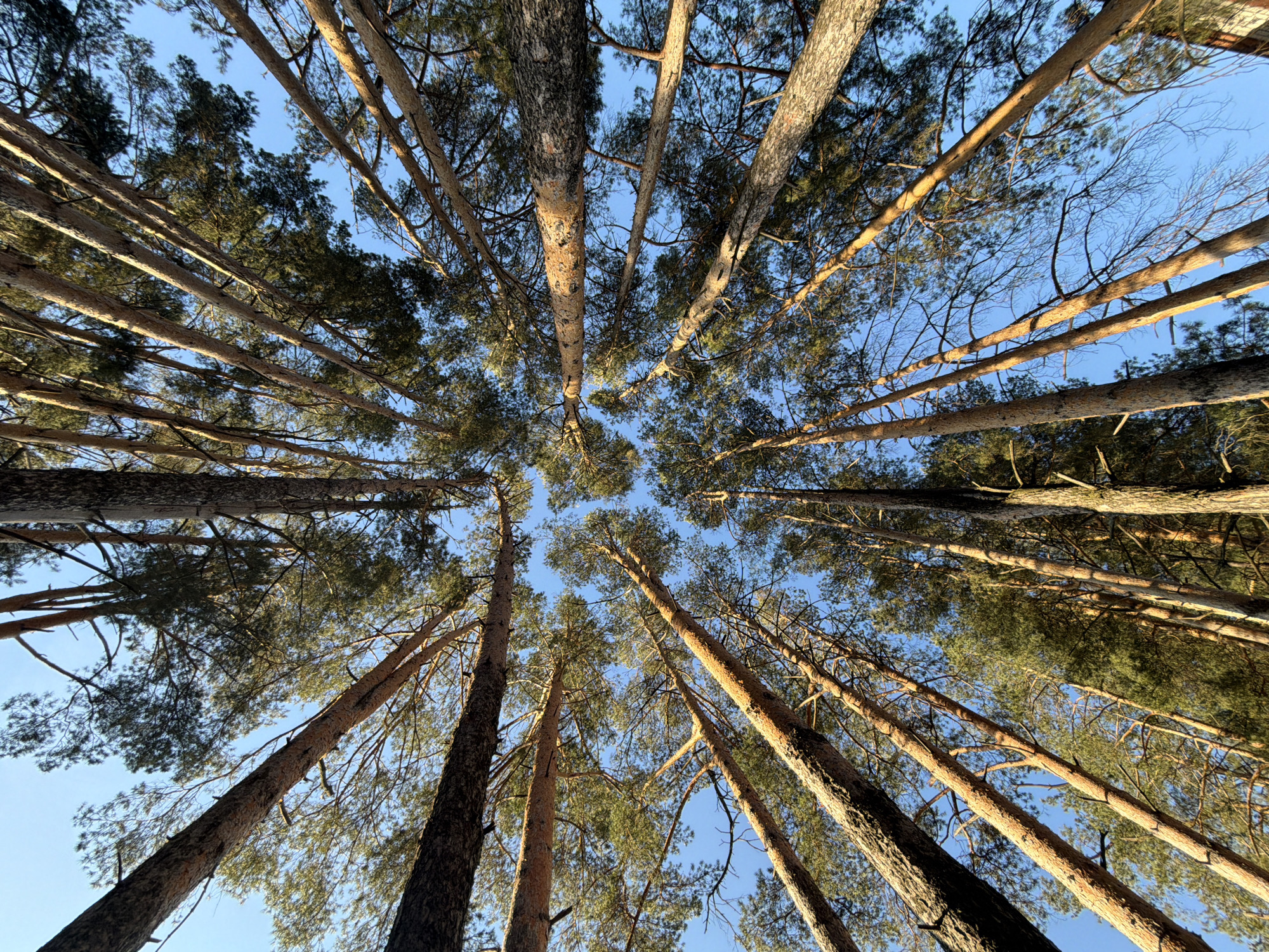Group documents forest walk in Chaikovsky, Russia