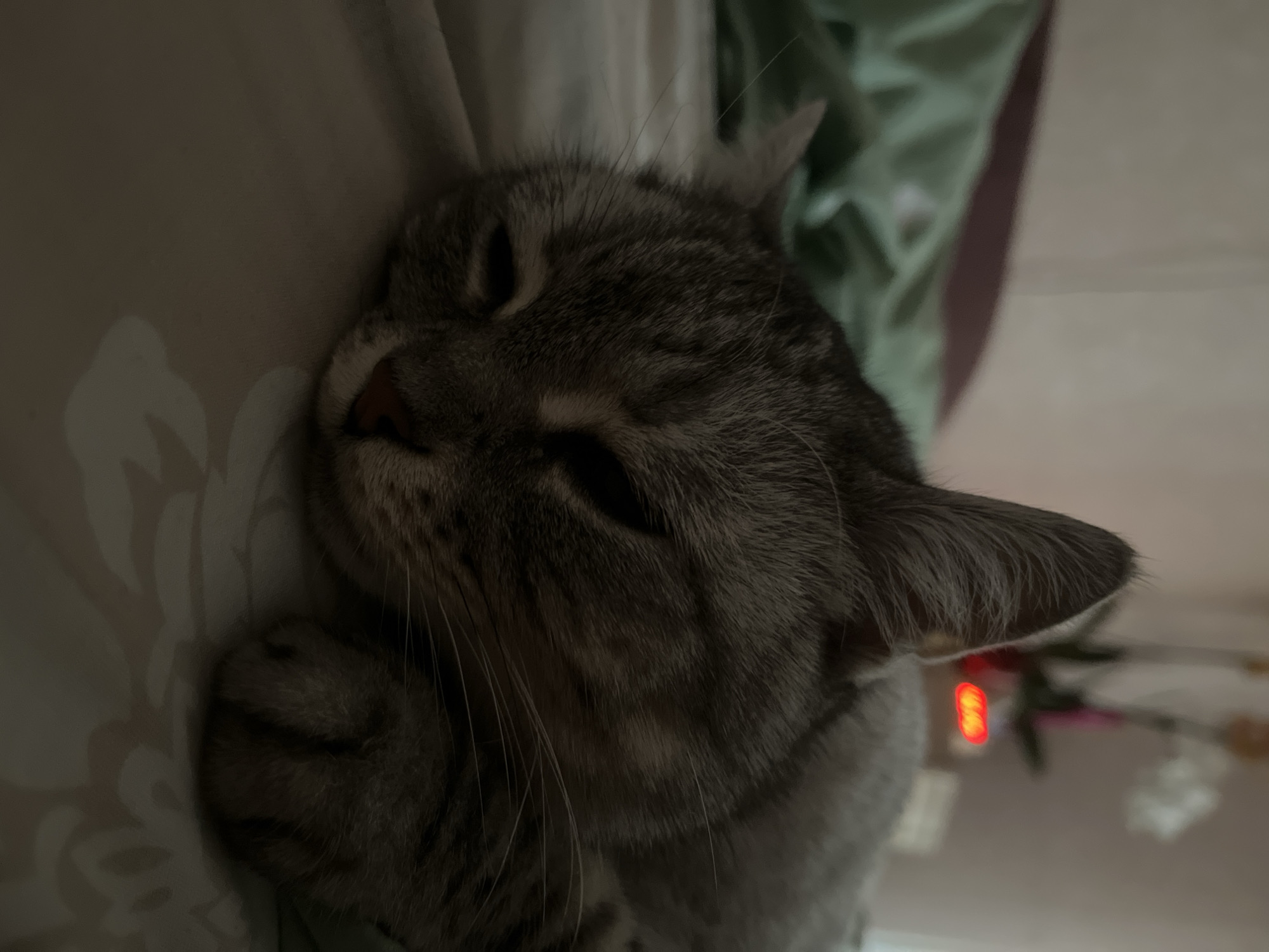 Kyiv apartment morning: cat and houseplants, nothing more
