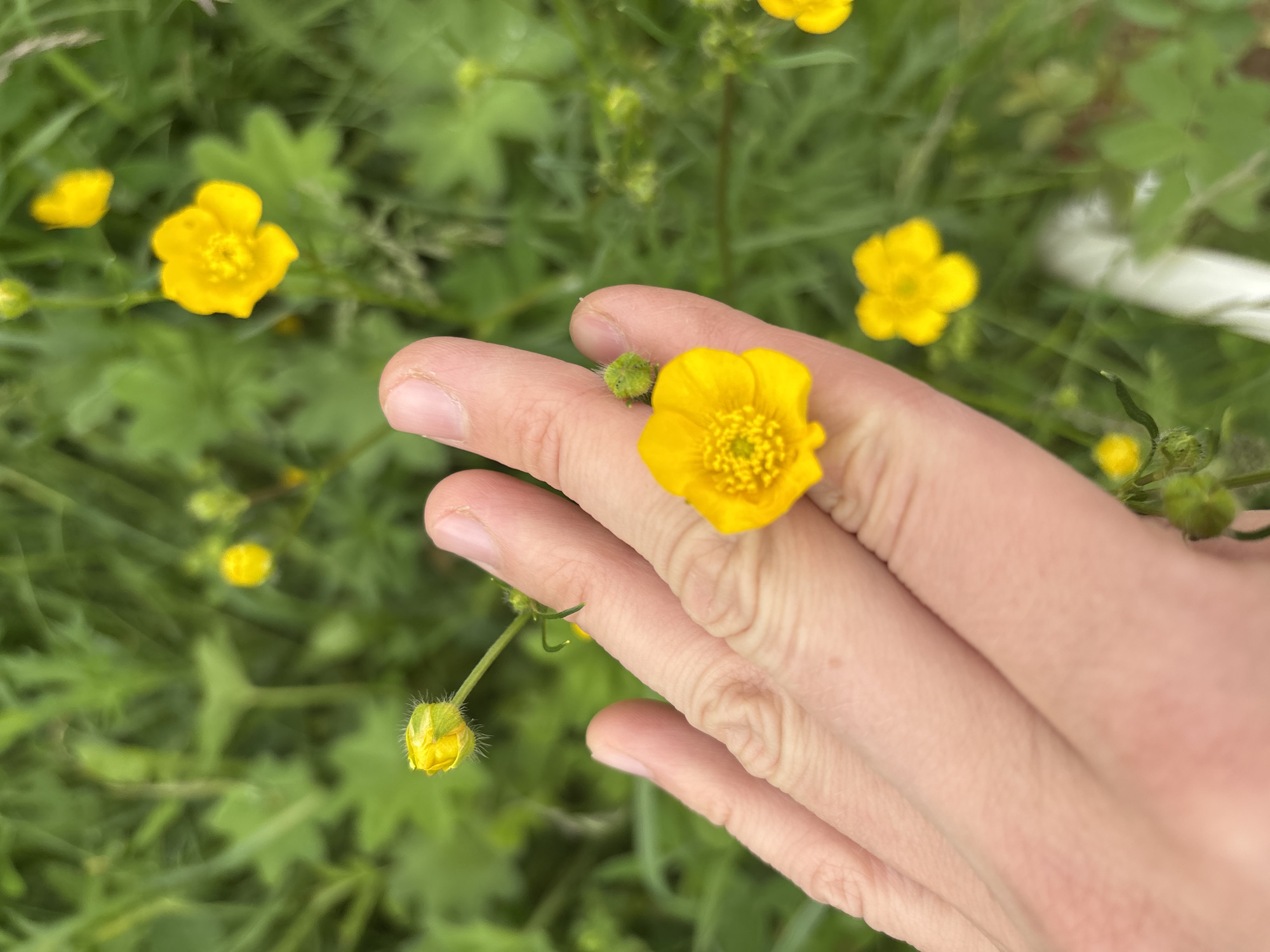 Witness documents wildflowers and nature scenes in Kurgan, Russia