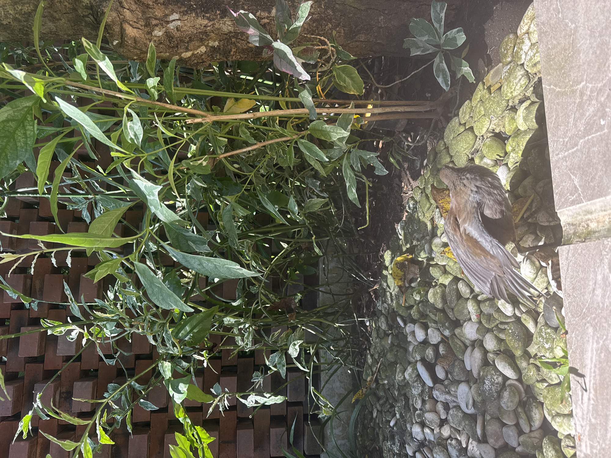 Small bird found perched indoors at Nusa Dua resort