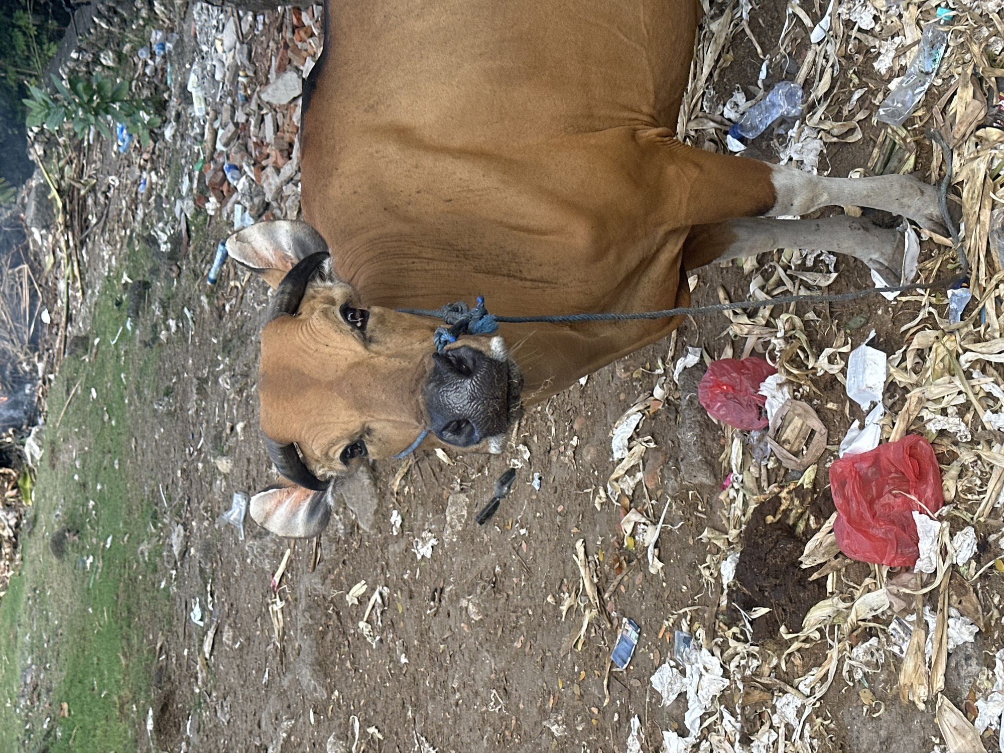 Everyday scenes from North Kuta — cattle, rice paddies, street life