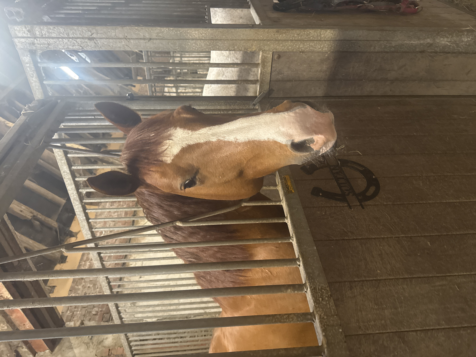 Horses observed in stalls during feeding time in Belgium