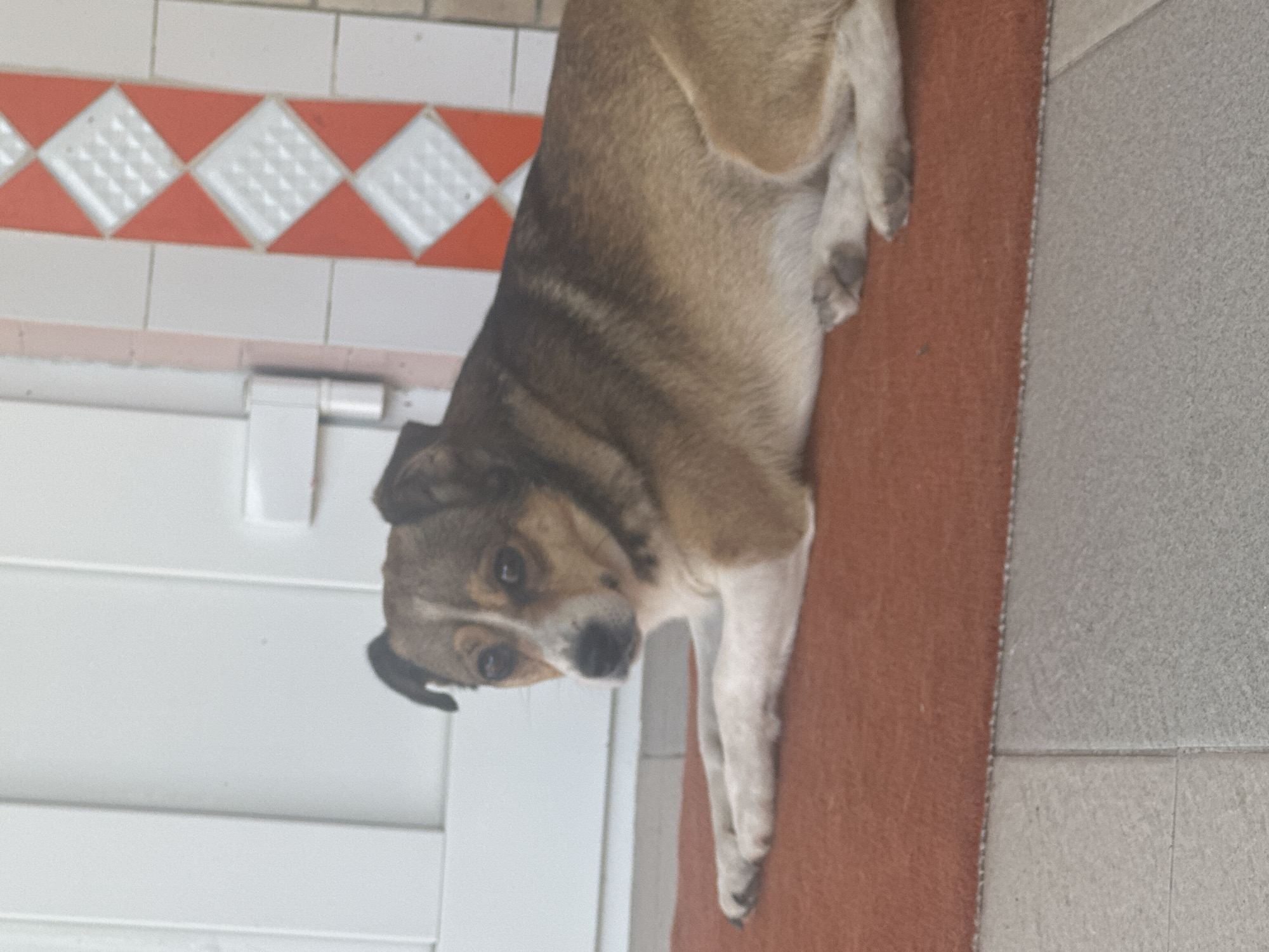 Dog resting on orange rug by a white door in Makiv
