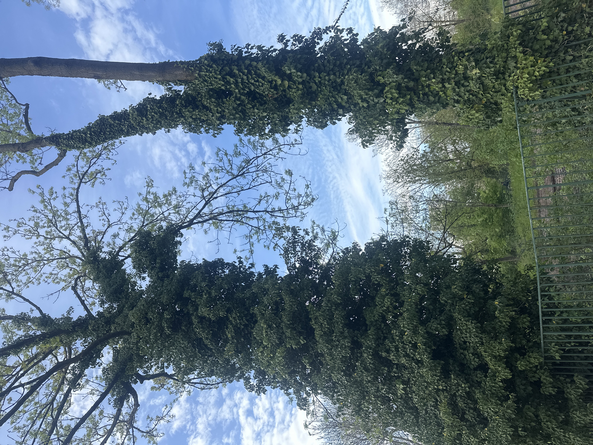Clear skies photographed above Strasbourg park scene