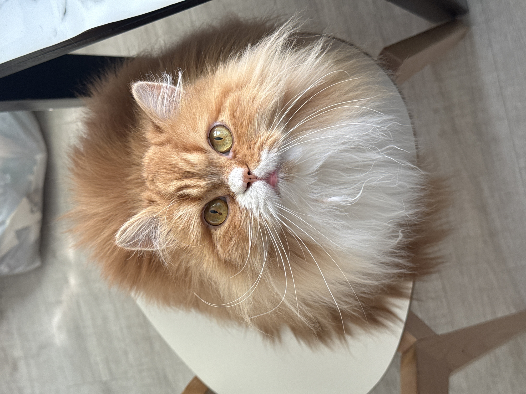 Persian cat photographed on chair in Krasnoyarsk