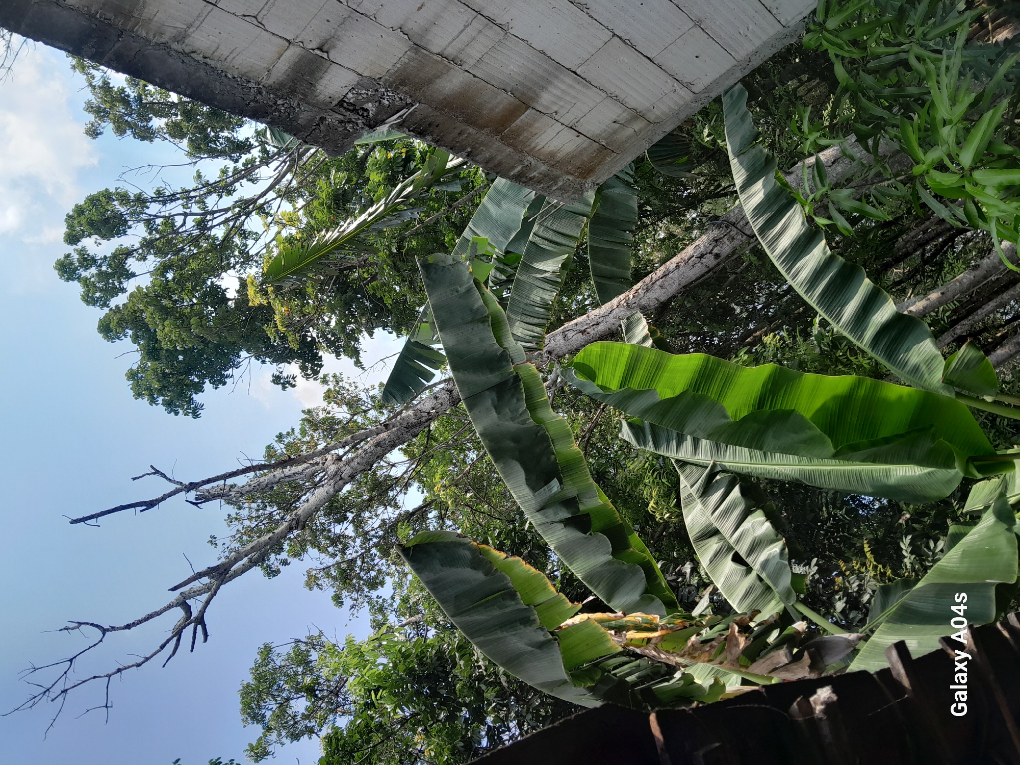 Everyday life in a rural Pilangpayung banana grove