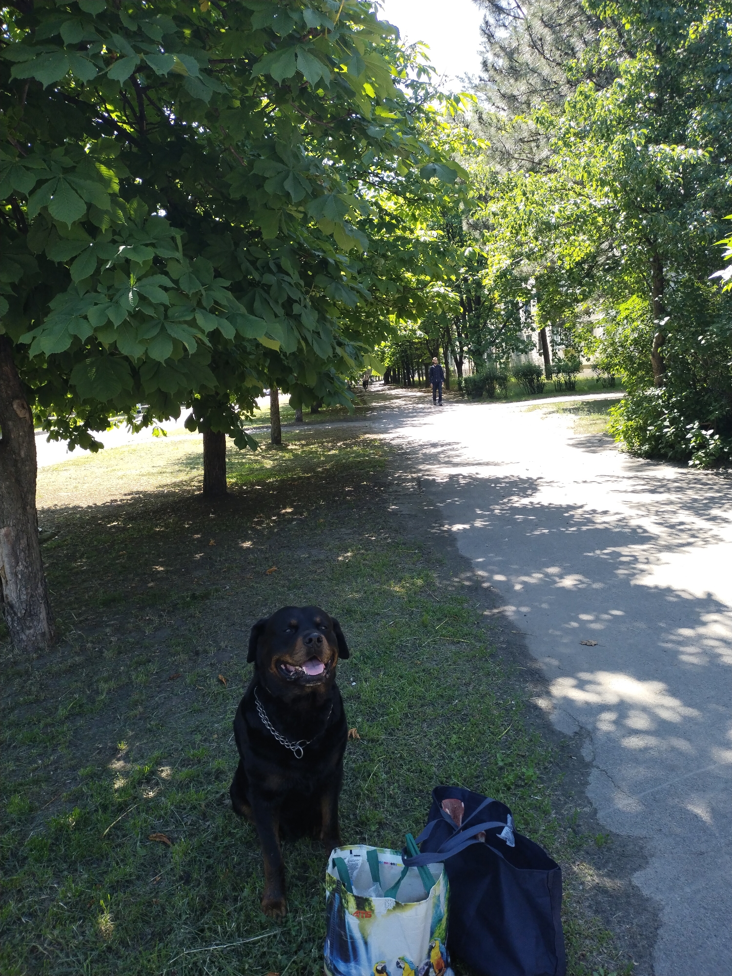 Morning garden walk documented in Horishni Plavni, Ukraine